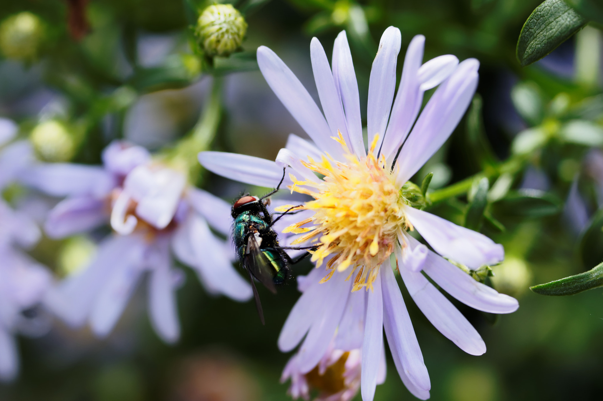 Pentax K-3 II sample photo. Fly photography