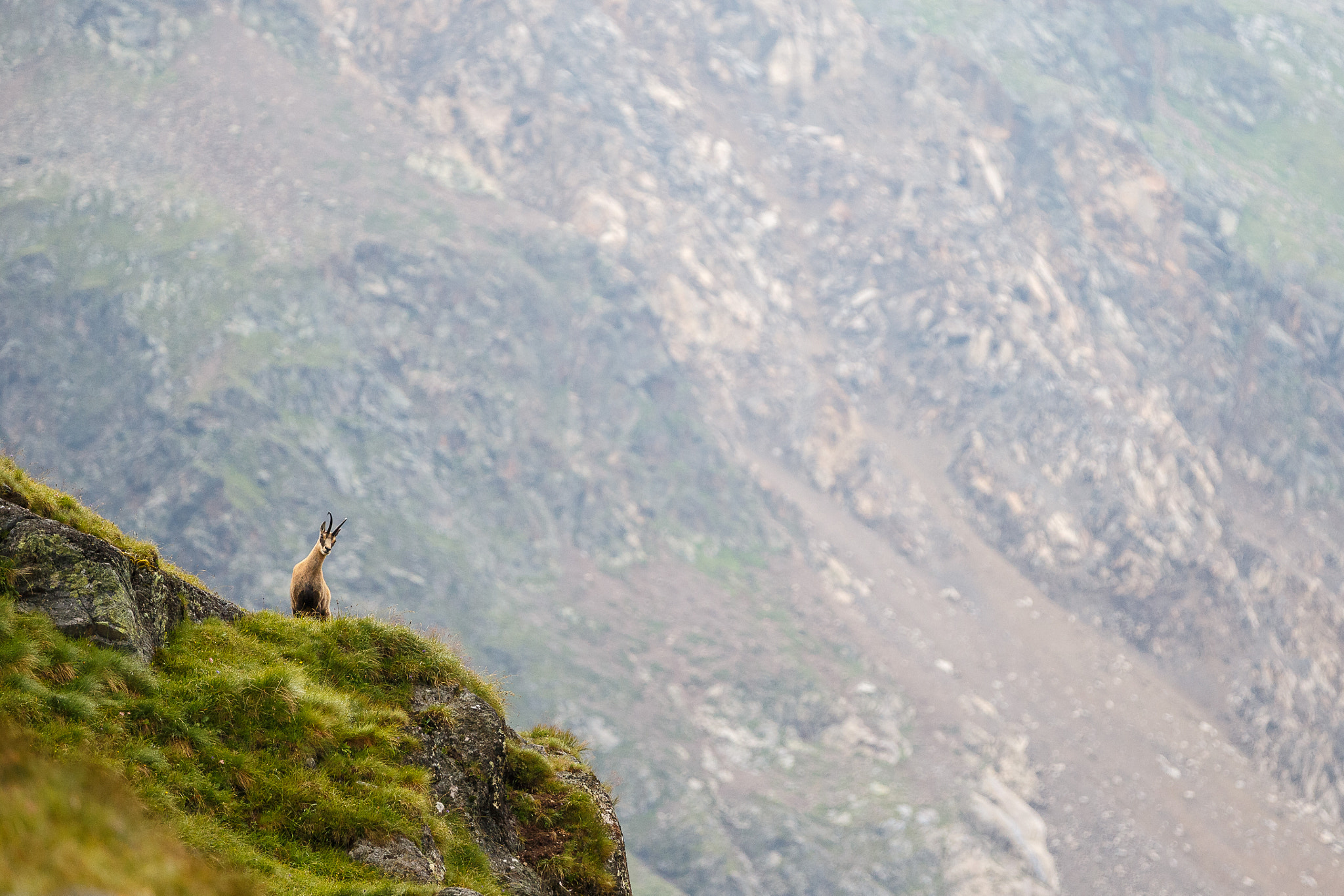 Canon EOS-1D X sample photo. Chamois photography