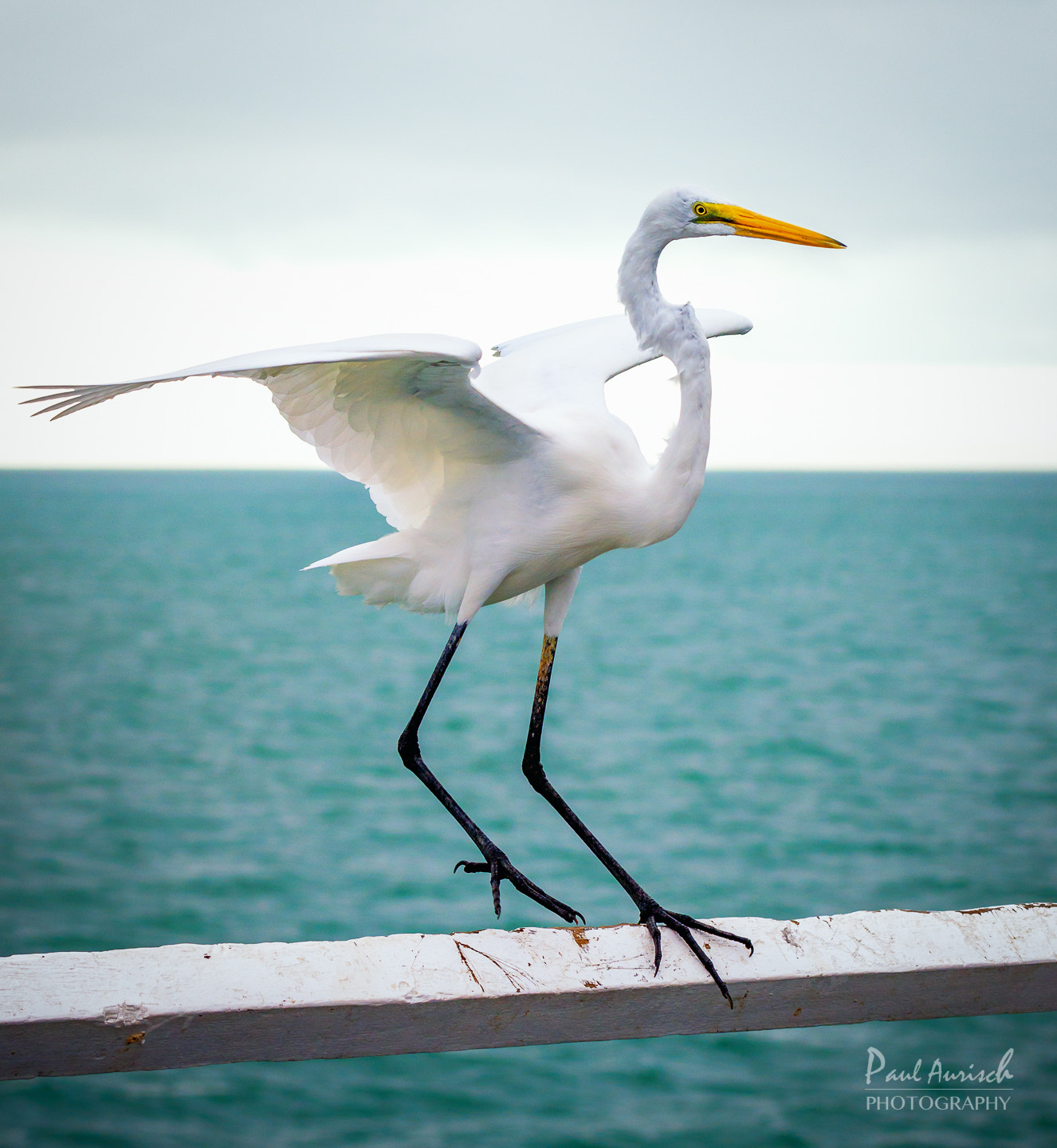 Nikon AF-S Nikkor 70-200mm F4G ED VR sample photo. Great egret photography
