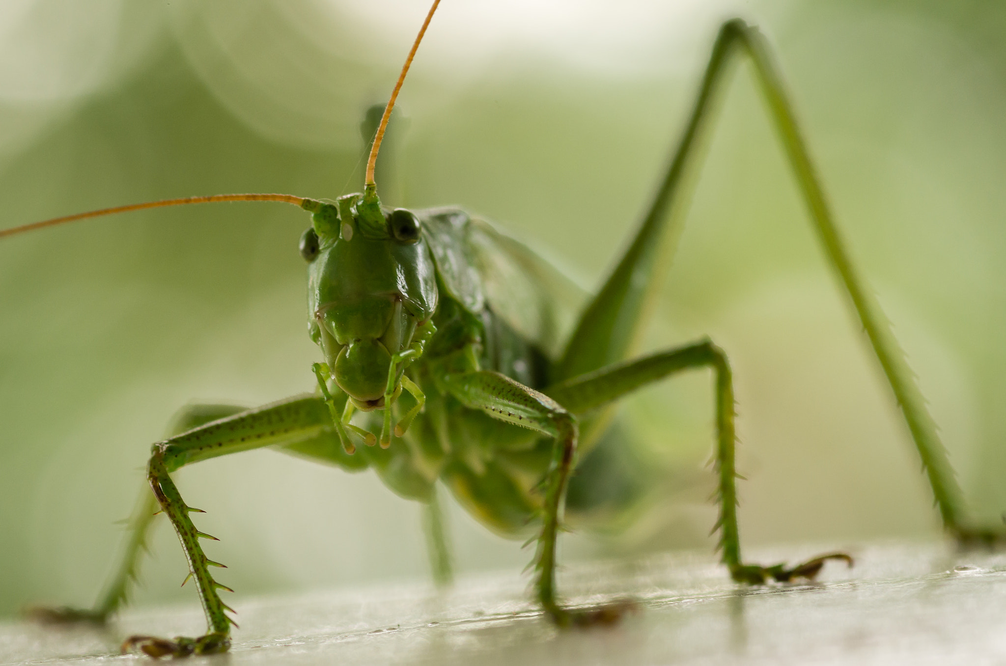 Pentax smc D-FA 100mm F2.8 Macro WR sample photo. Great green bush-cricket photography