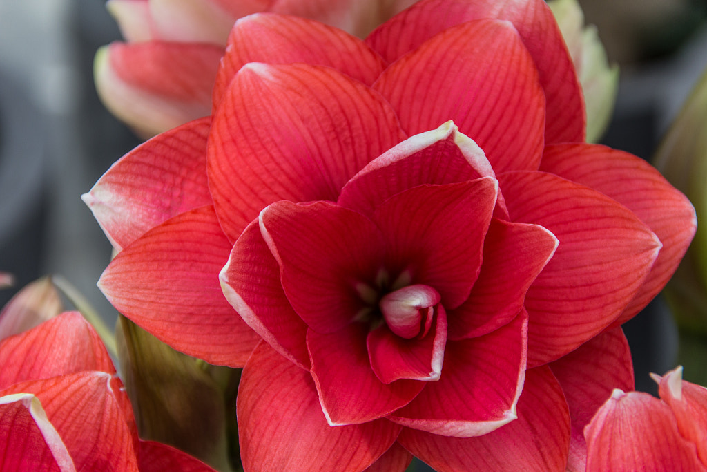Keukenhof by Kevin Bus / 500px