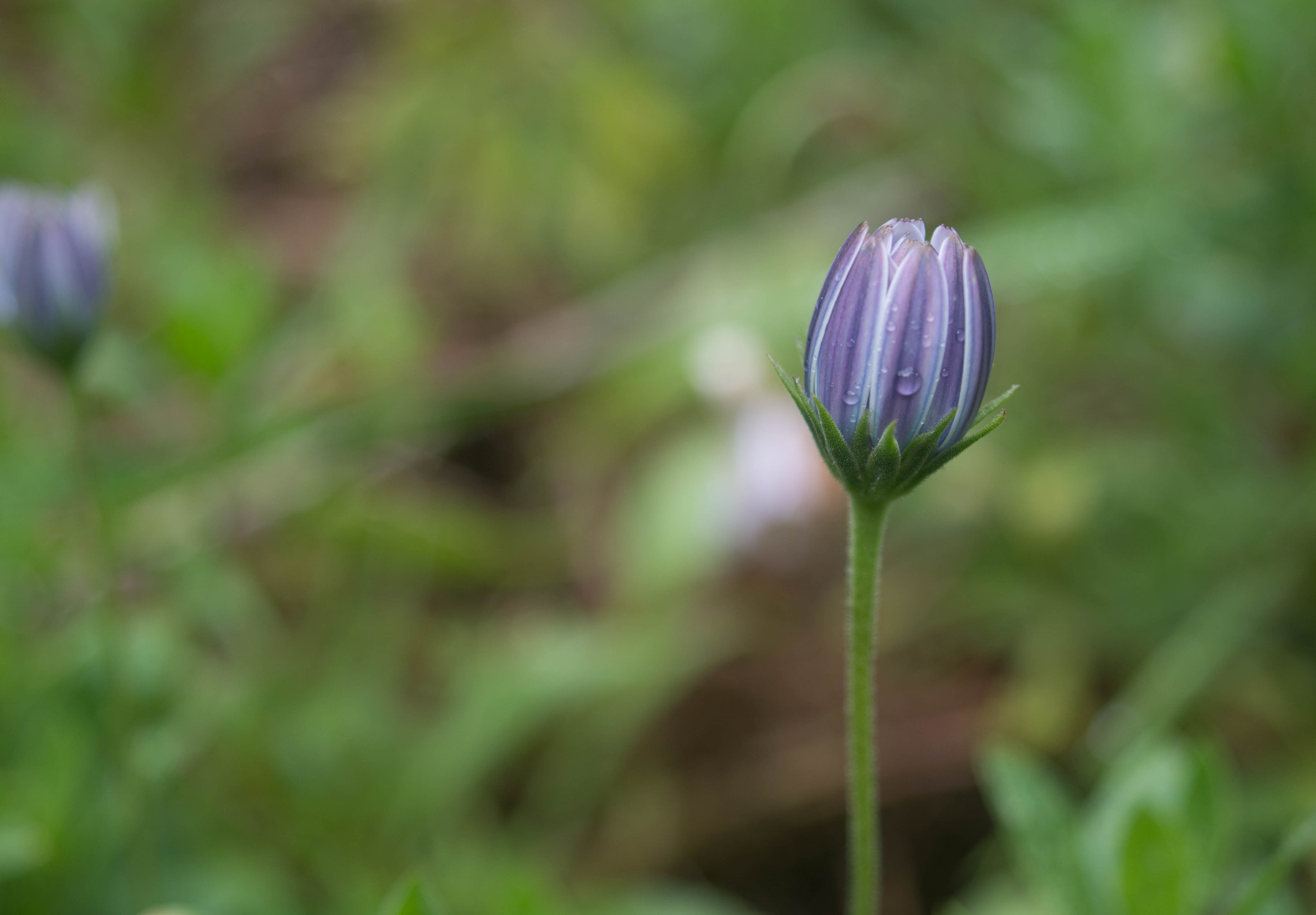 AF Zoom-Nikkor 35-135mm f/3.5-4.5 N sample photo. Native flowers of my garden photography