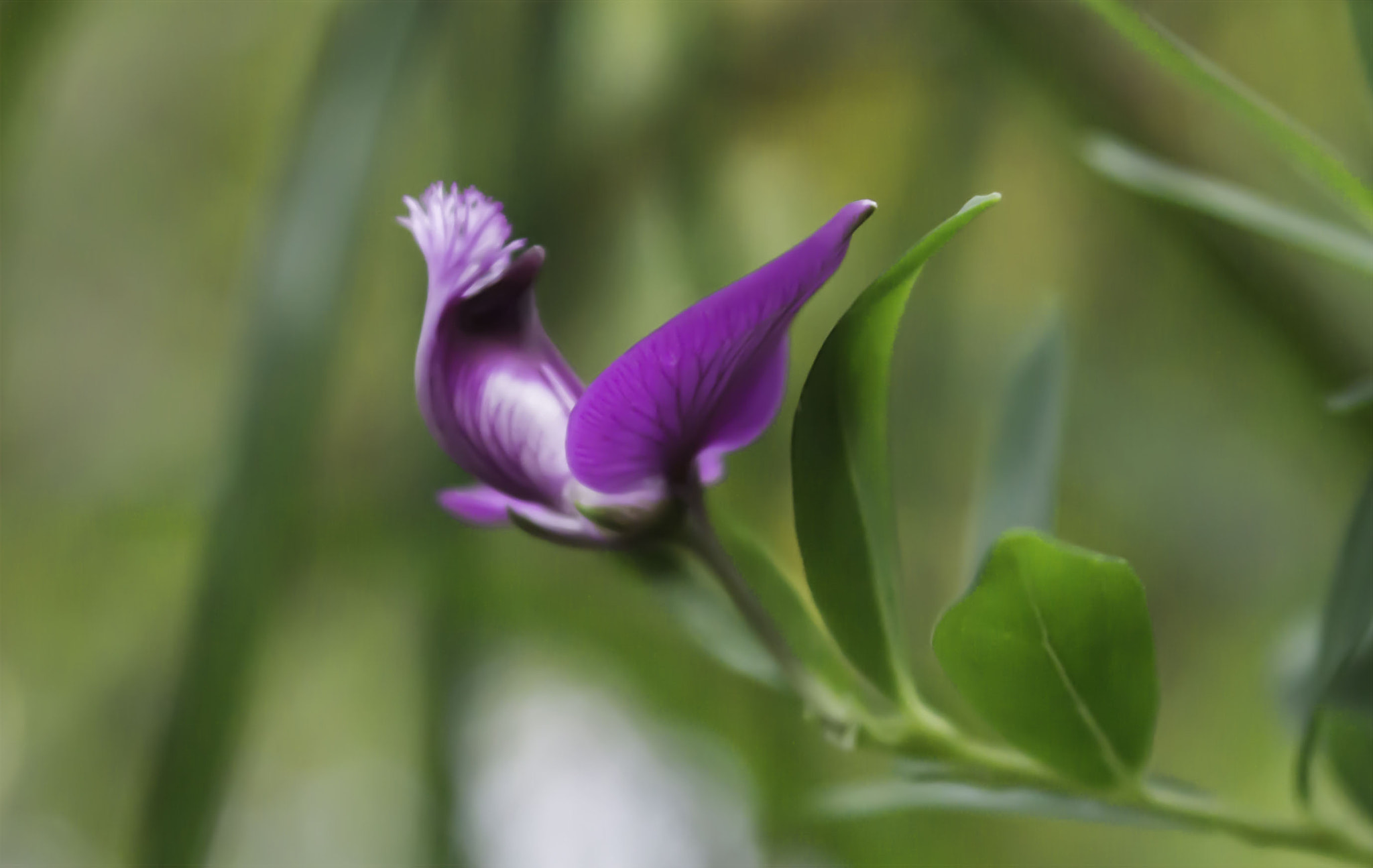AF Zoom-Nikkor 35-135mm f/3.5-4.5 N sample photo. Native flowers of my garden photography