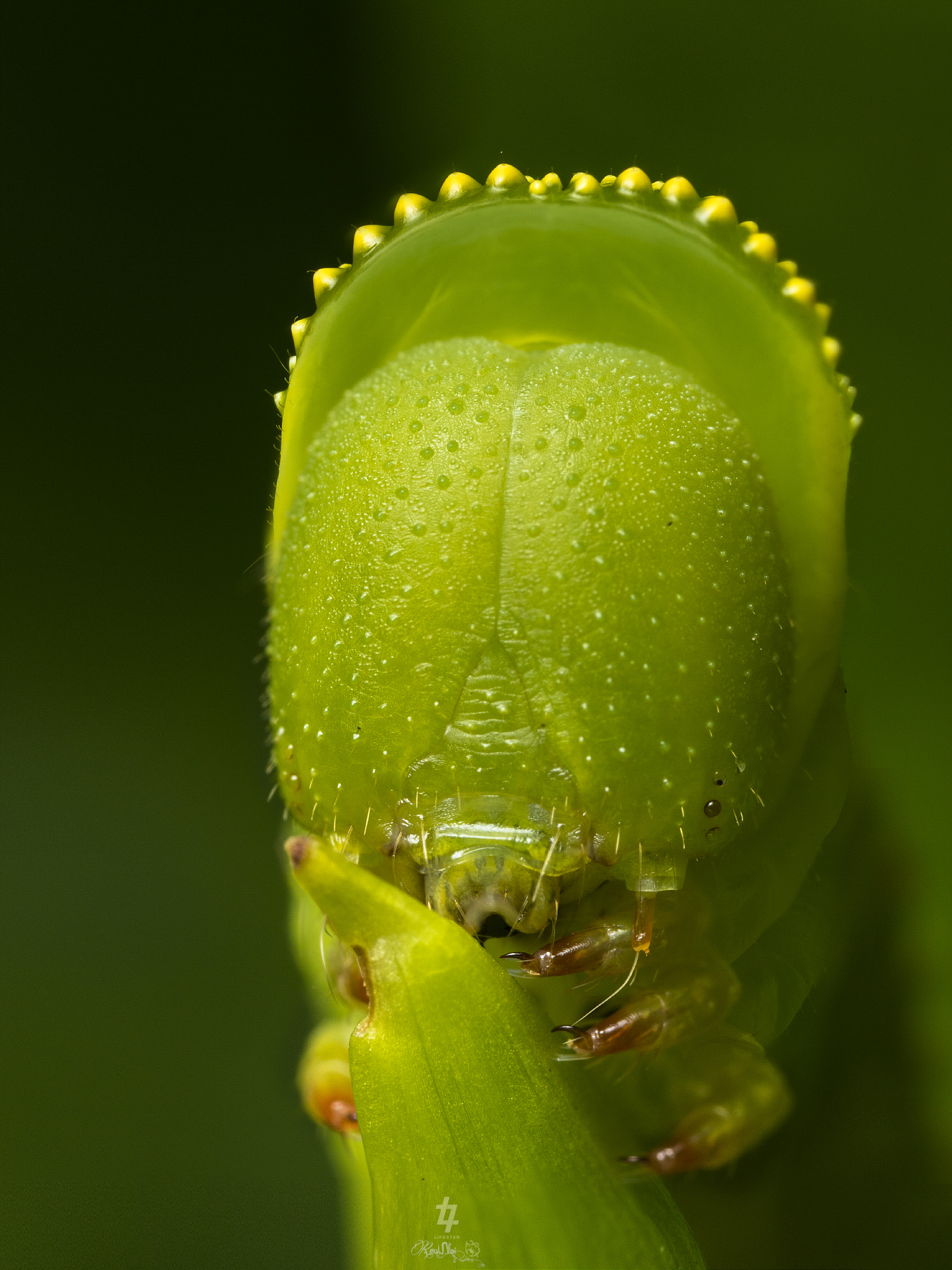 Canon MP-E 65mm F2.5 1-5x Macro Photo sample photo. Caterpillar photography