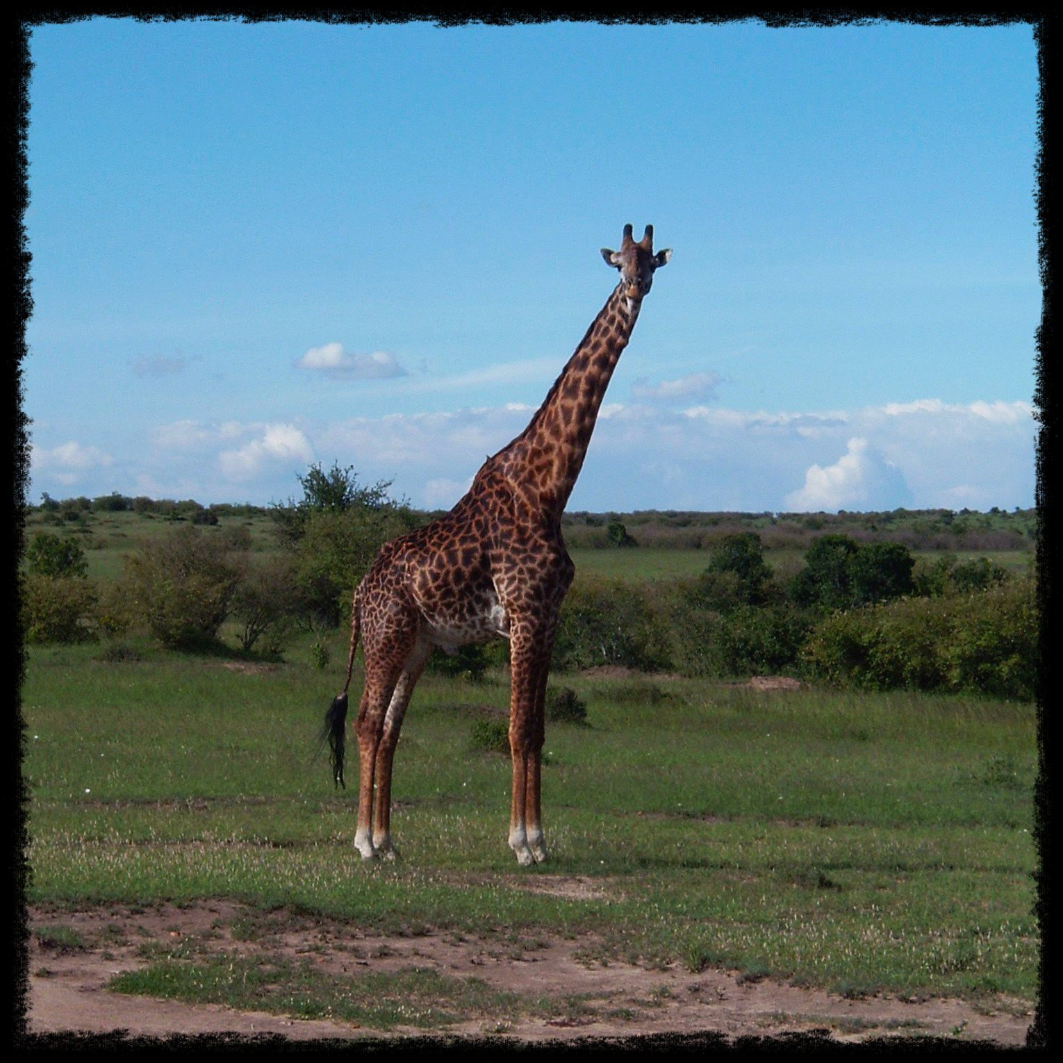 Fujifilm FinePix A210 sample photo. Kenia photography