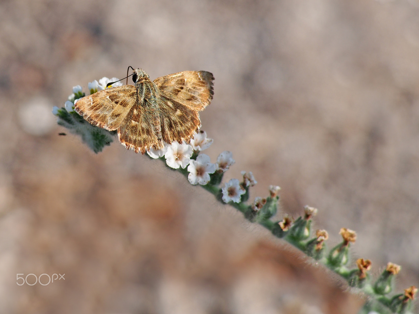 Olympus OM-D E-M5 sample photo. Carcharodus alceae ( mallow skipper ) photography