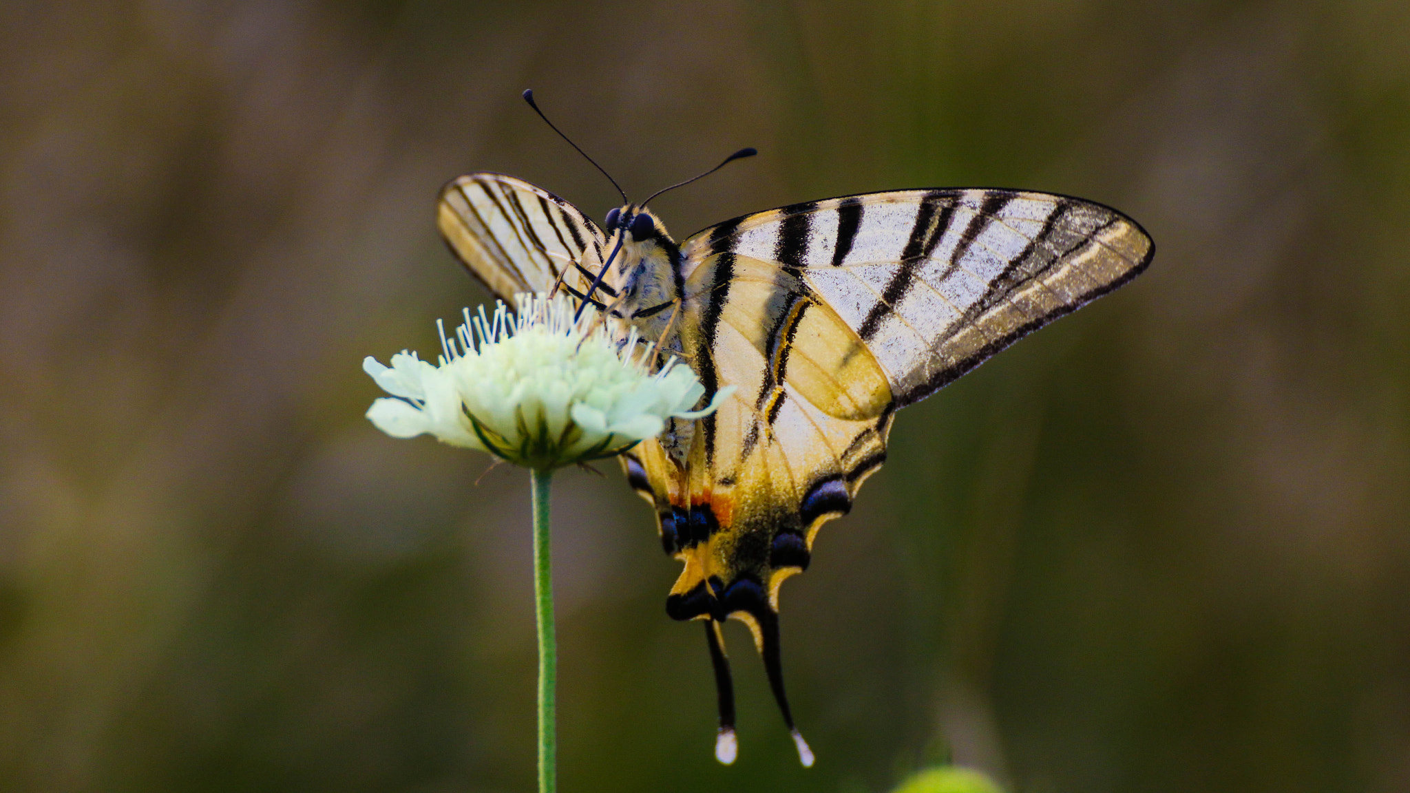 Tamron SP 35mm F1.8 Di VC USD sample photo. August butterfly photography