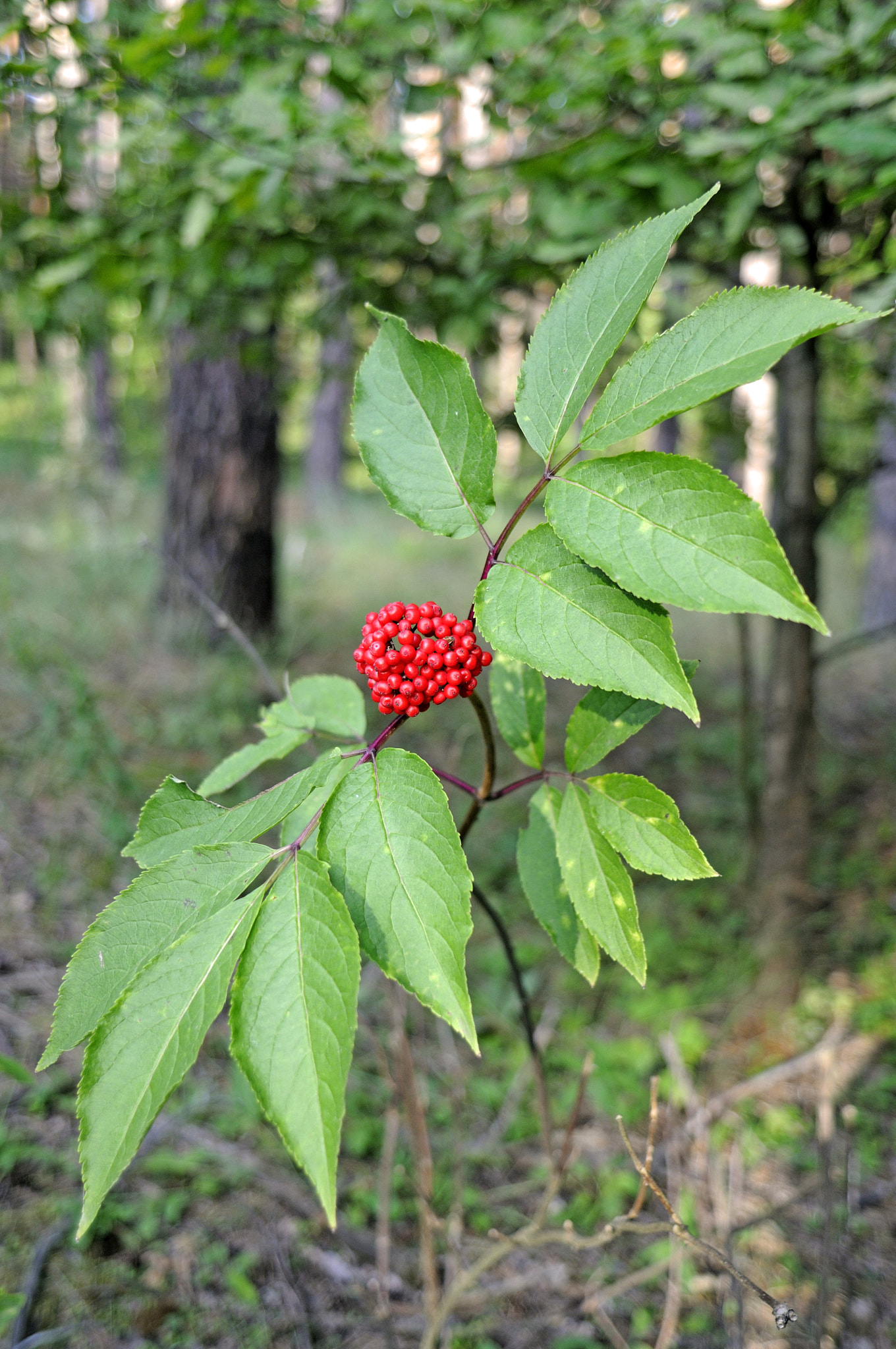 Nikon D300S sample photo. Elderberry photography