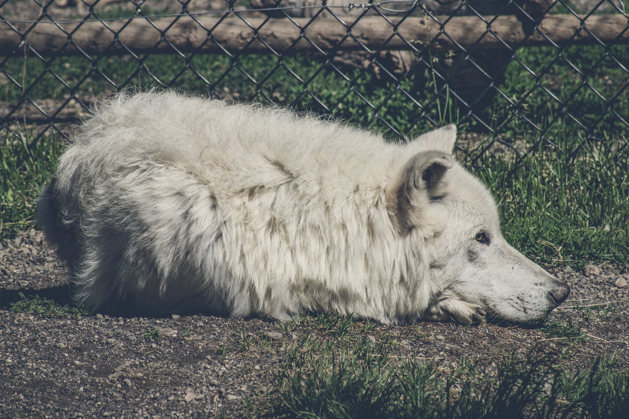 Sony 75-300mm F4.5-5.6 sample photo. White wolf taking a nap photography