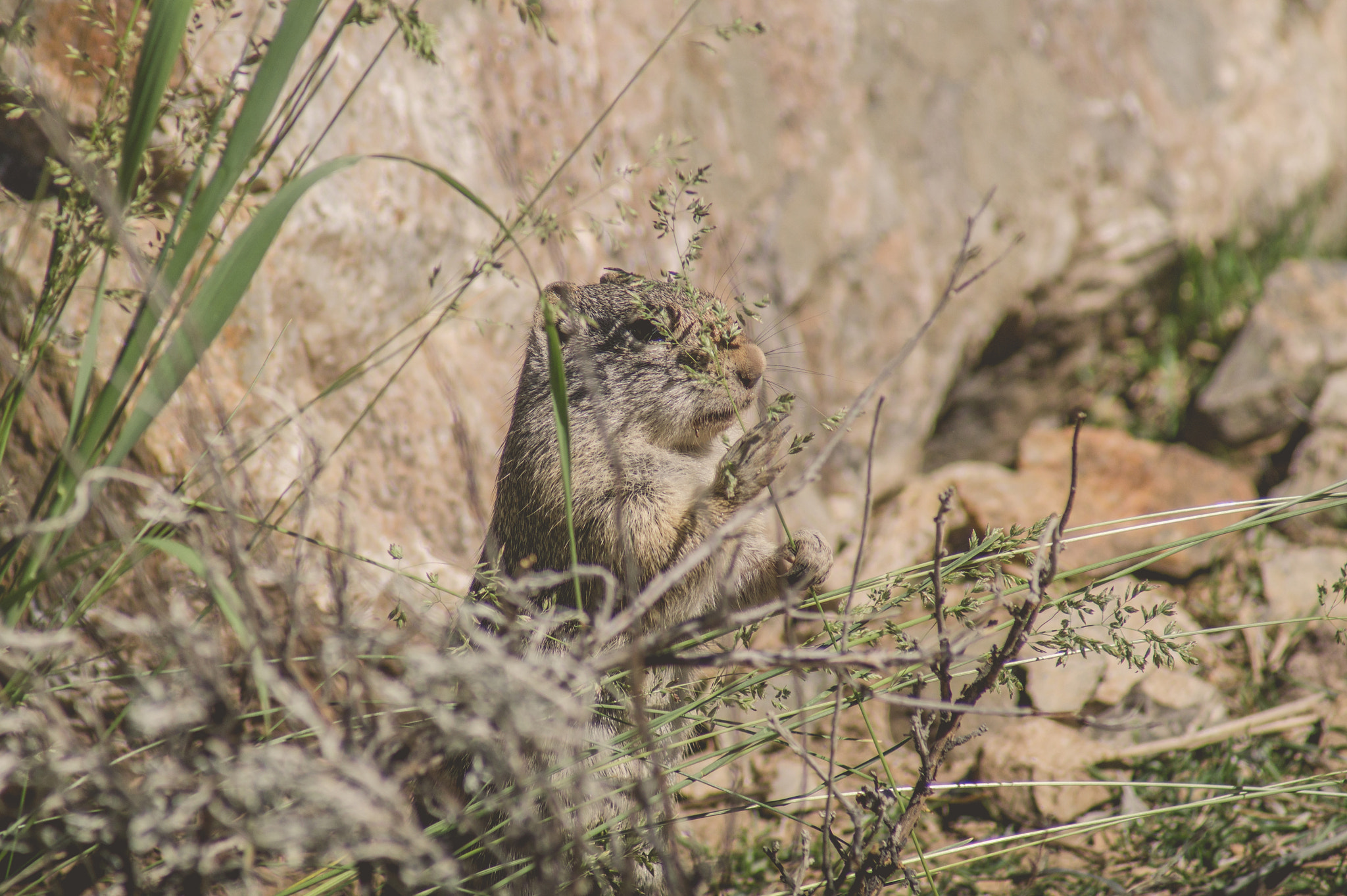 Sony 75-300mm F4.5-5.6 sample photo. Uinta ground squirrel eating photography