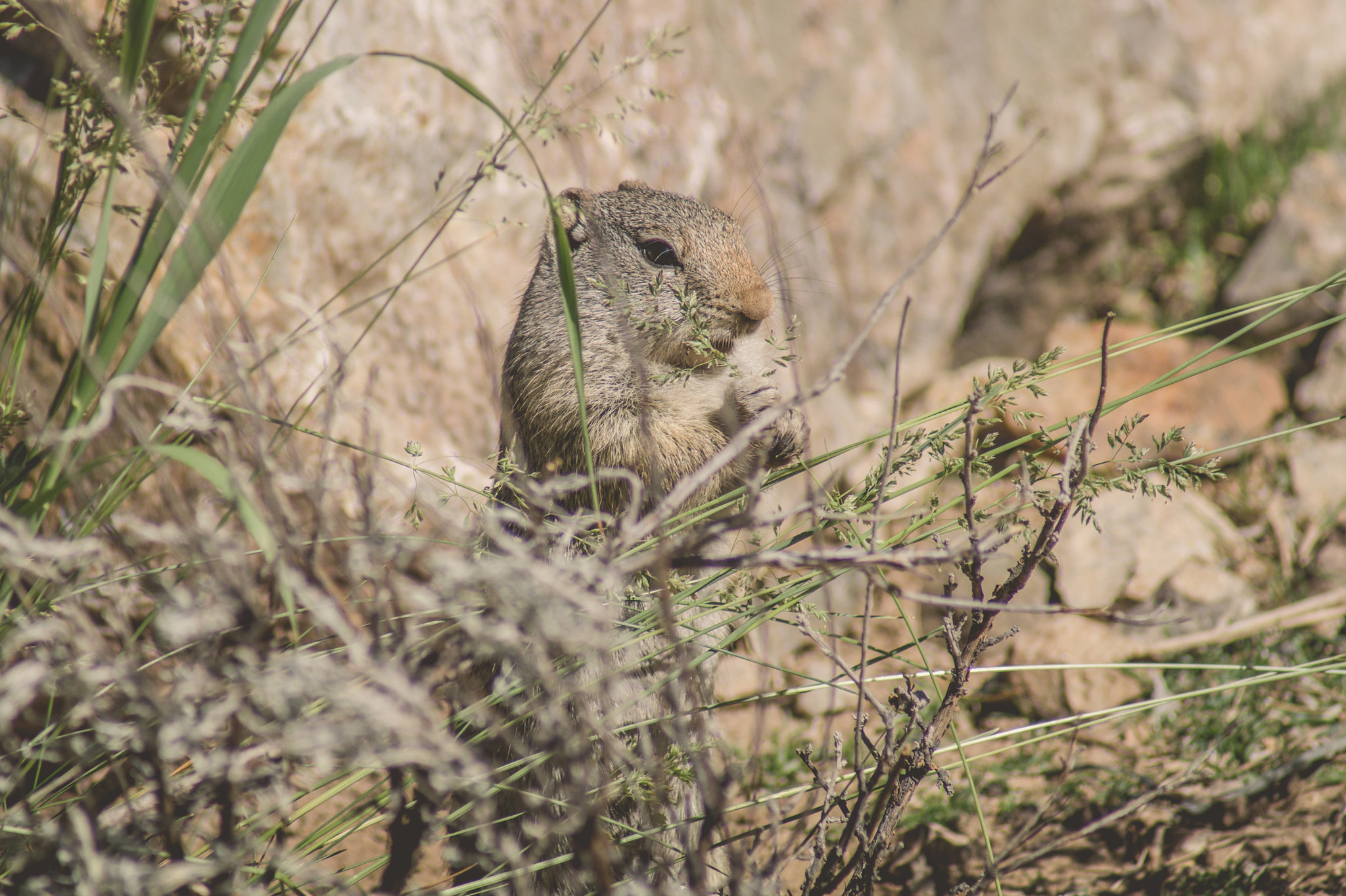 Sony 75-300mm F4.5-5.6 sample photo. Uinta ground squirrel eating grass photography