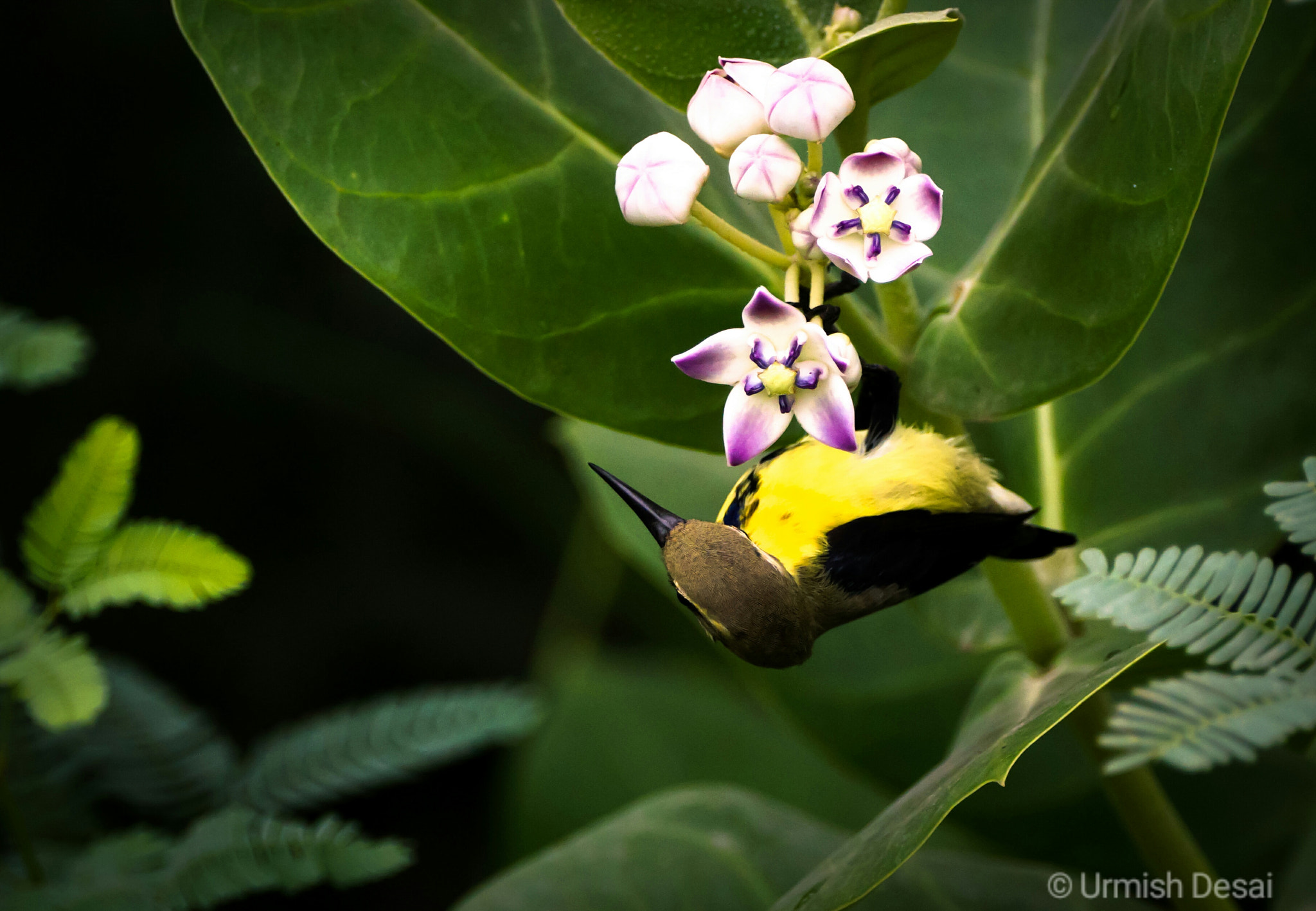 150-600mm F5-6.3 DG OS HSM | Contemporary 015 sample photo. Olive backed sunbird  photography