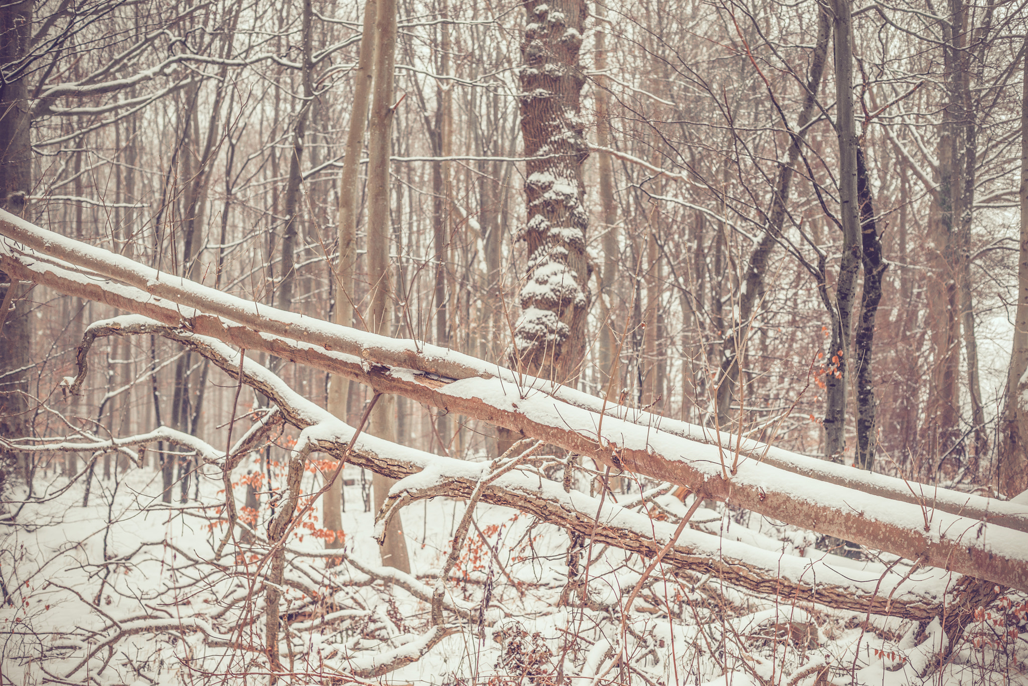 Sony a7R + Sony 50mm F1.4 sample photo. Trees with snow in a forest photography