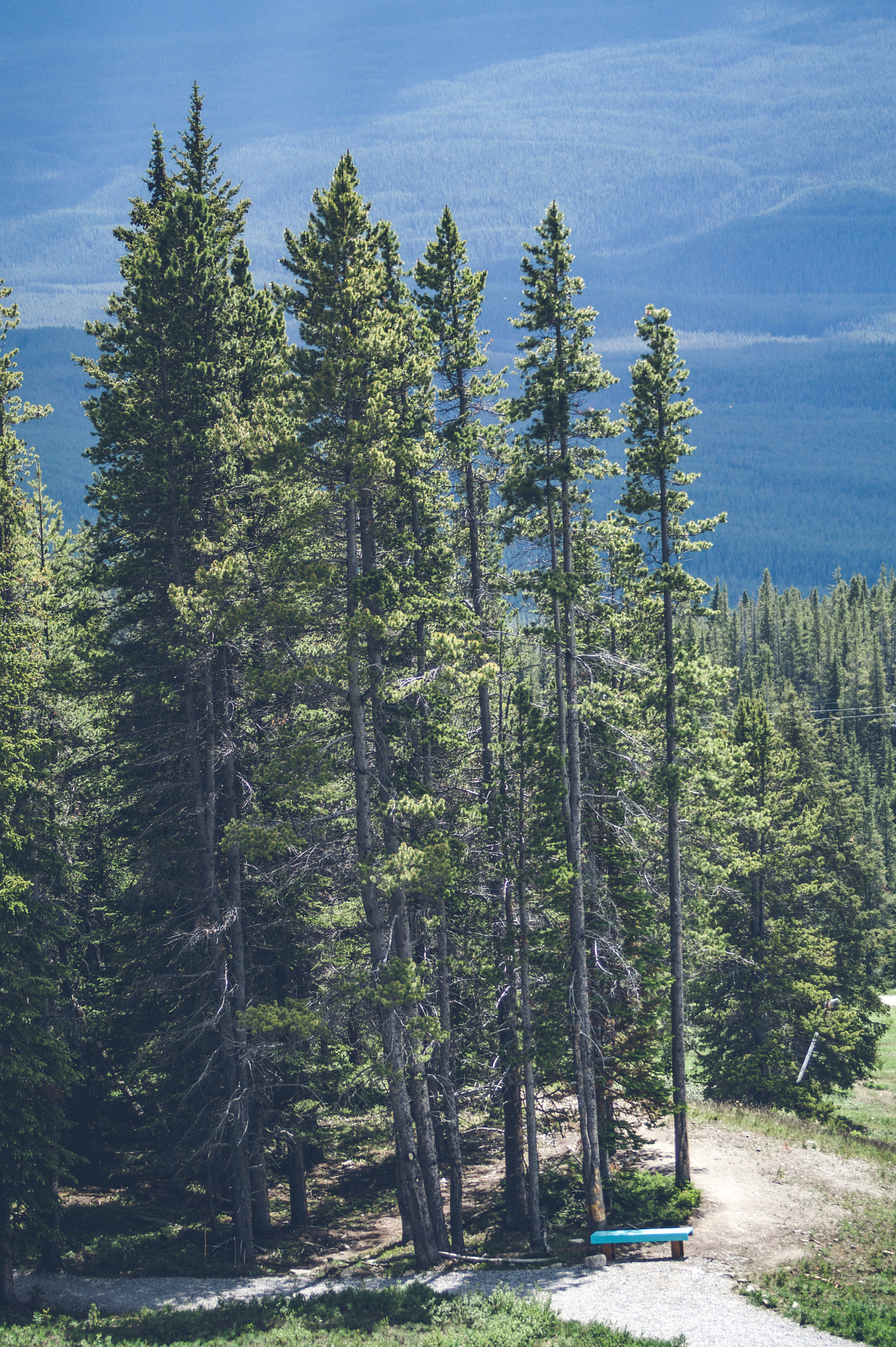 Sony 75-300mm F4.5-5.6 sample photo. Tall pine trees on a hill photography