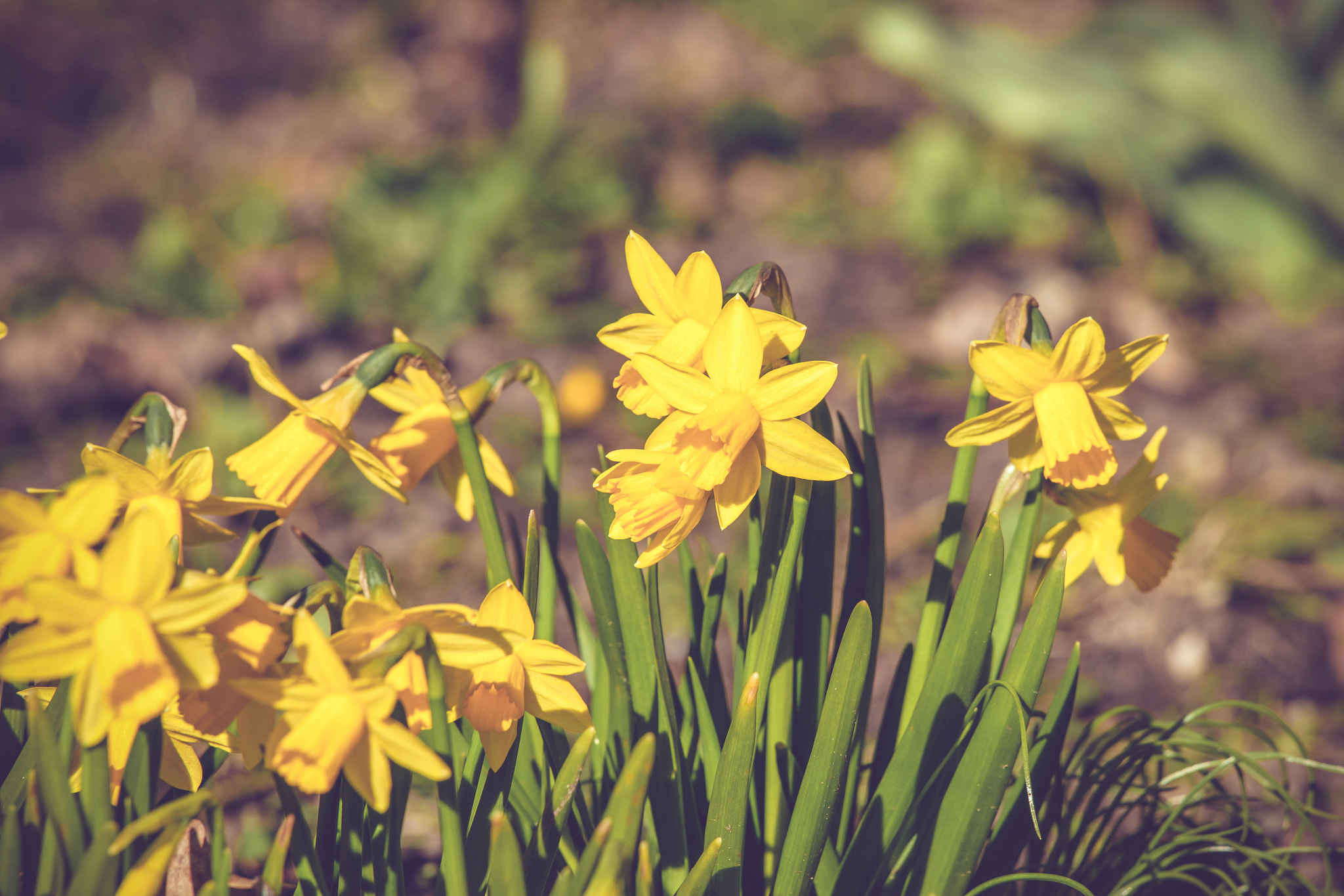 Sony 70-400mm F4-5.6 G SSM II sample photo. Daffodils flowers on a row in the spring photography