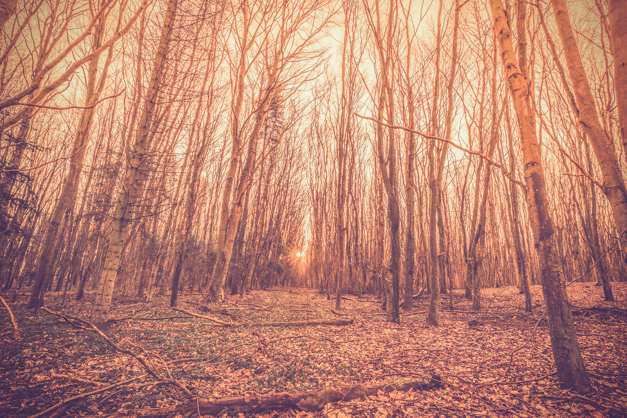 Sony a7R + Sony Vario-Sonnar T* 16-35mm F2.8 ZA SSM sample photo. Sunrise in a danish forest photography