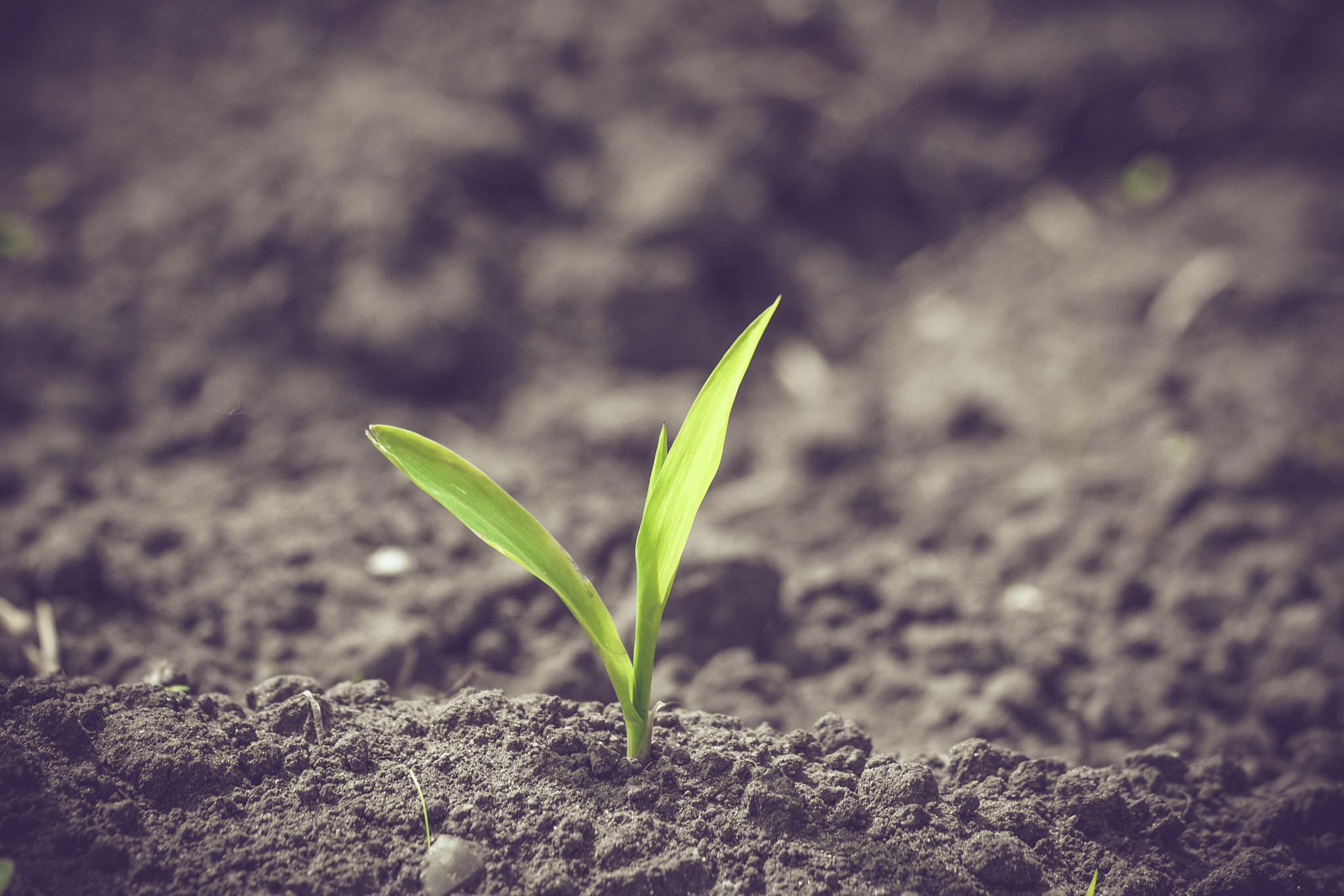 Sony 70-400mm F4-5.6 G SSM II sample photo. Green corn sprout in black soil photography