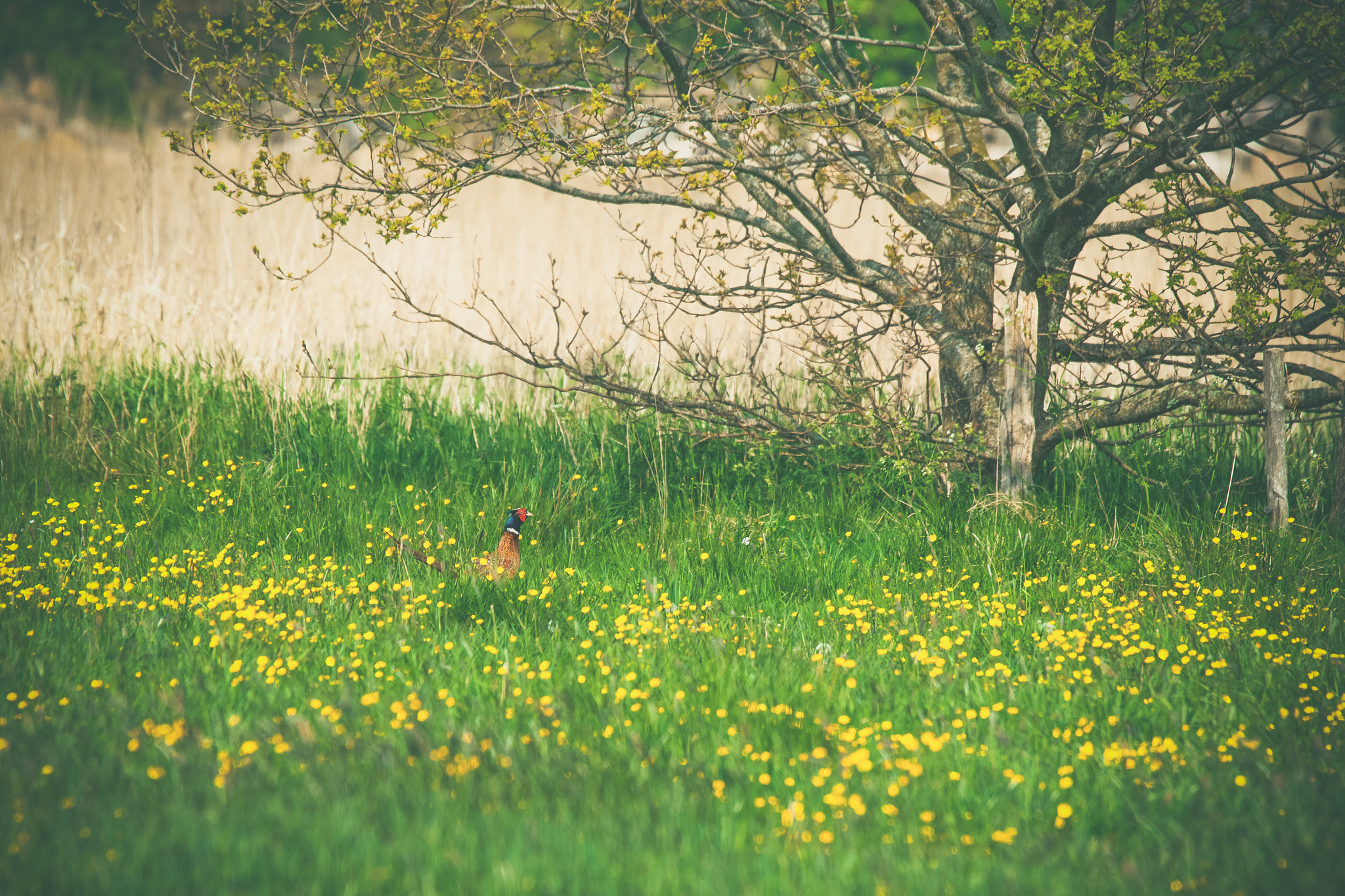 Sony 70-400mm F4-5.6 G SSM II sample photo. Pheasant on a meadow in the summer photography