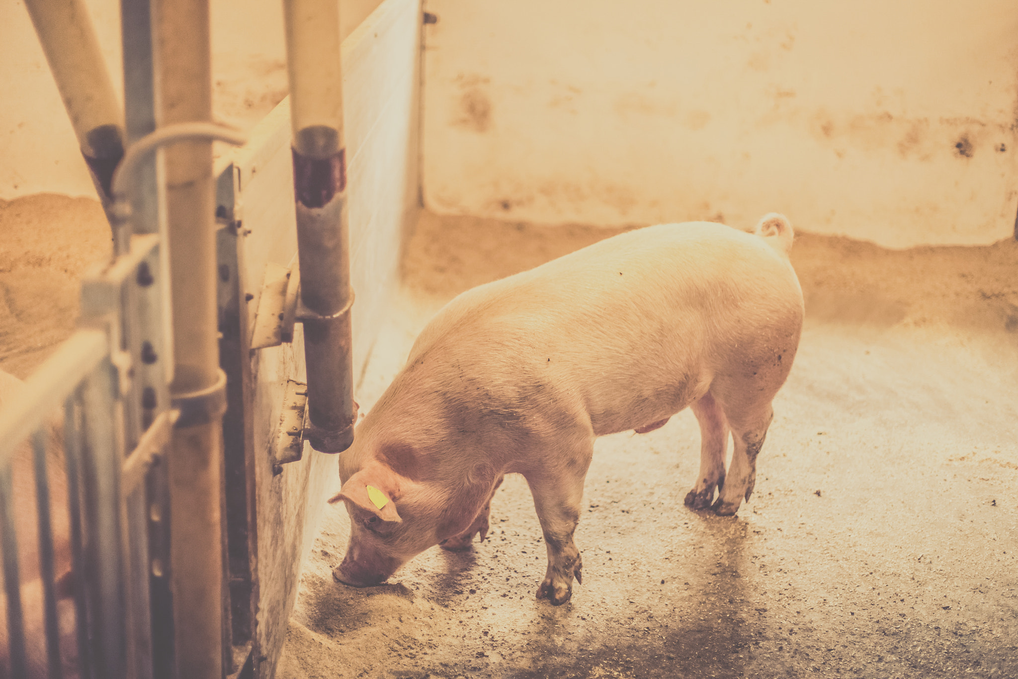 Sony Alpha DSLR-A900 + Sony 50mm F1.4 sample photo. Pig eating food in a bright stable photography