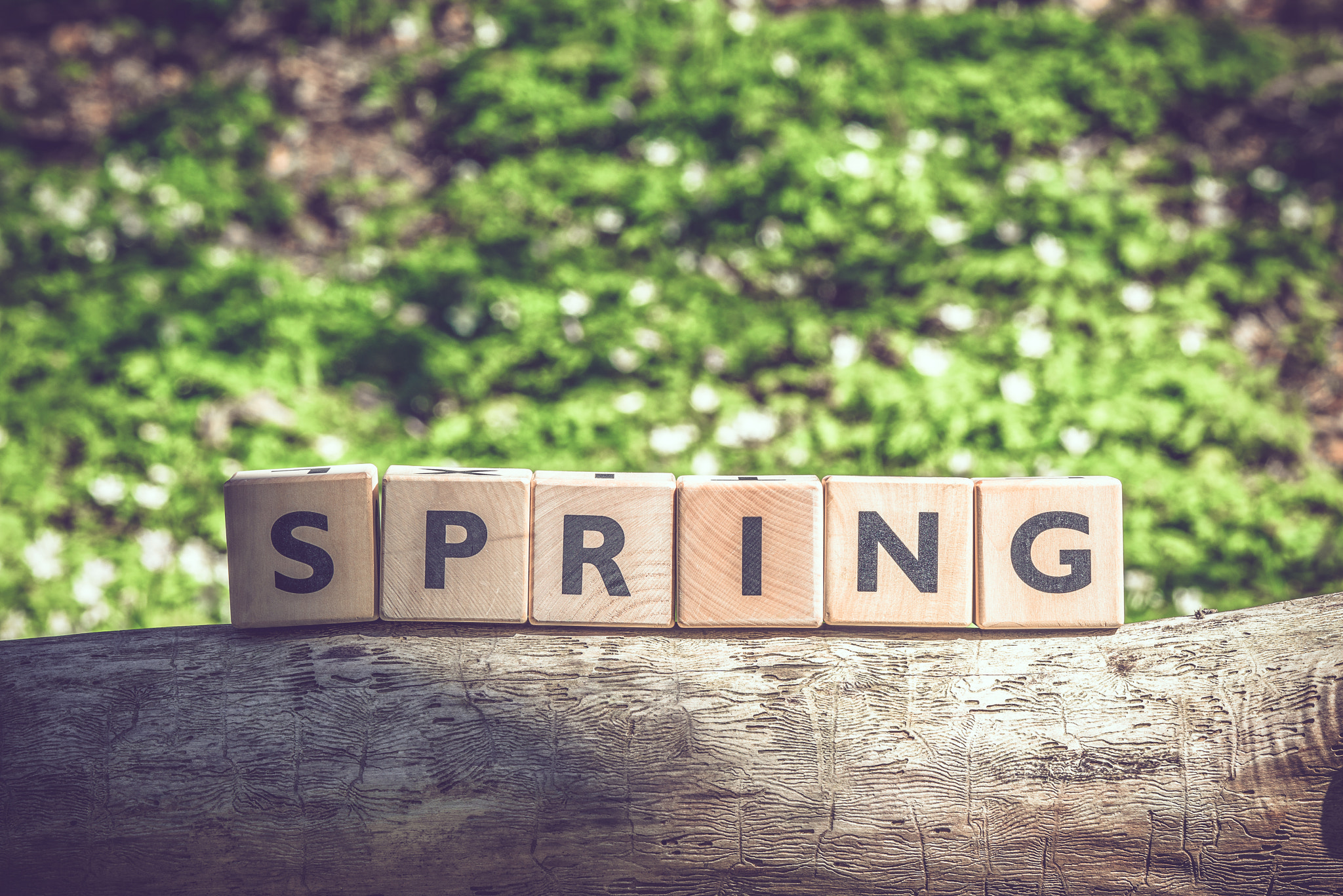 Sony 70-400mm F4-5.6 G SSM II sample photo. Spring in the forest photography
