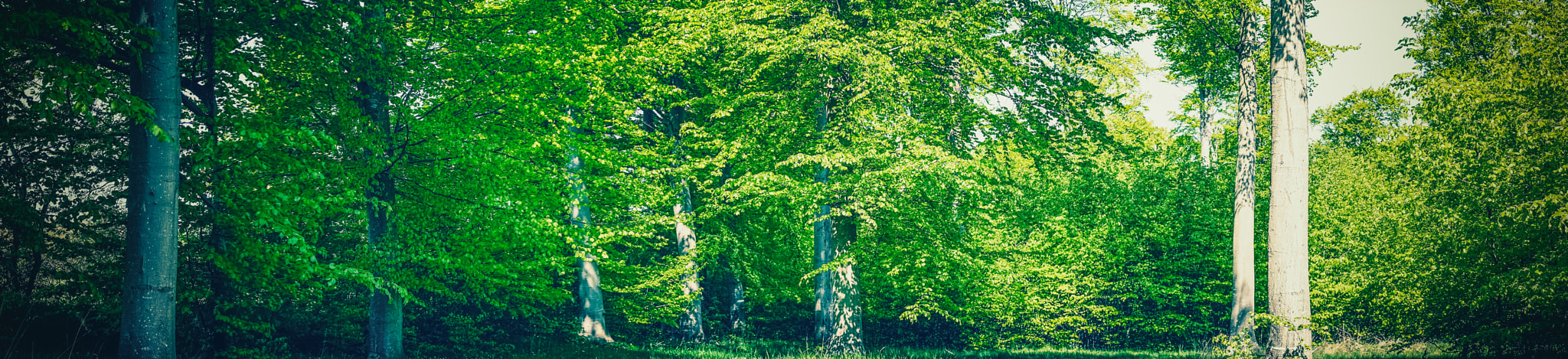 Sony a7R + Minolta AF 50mm F1.4 [New] sample photo. Summer in a green forest photography