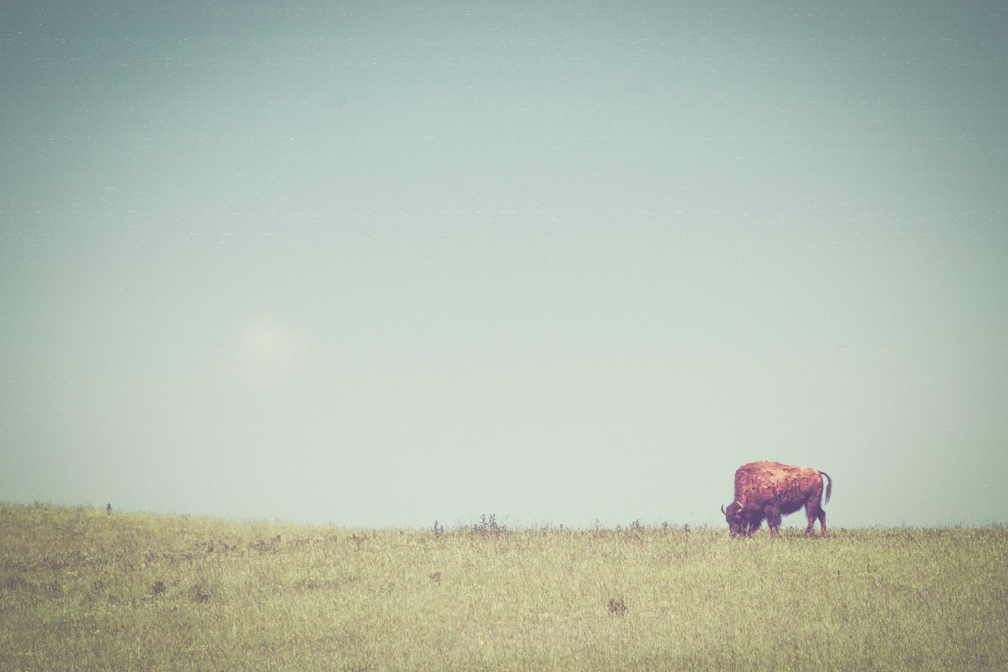 Sony 70-400mm F4-5.6 G SSM II sample photo. Bison on a green meadow photography
