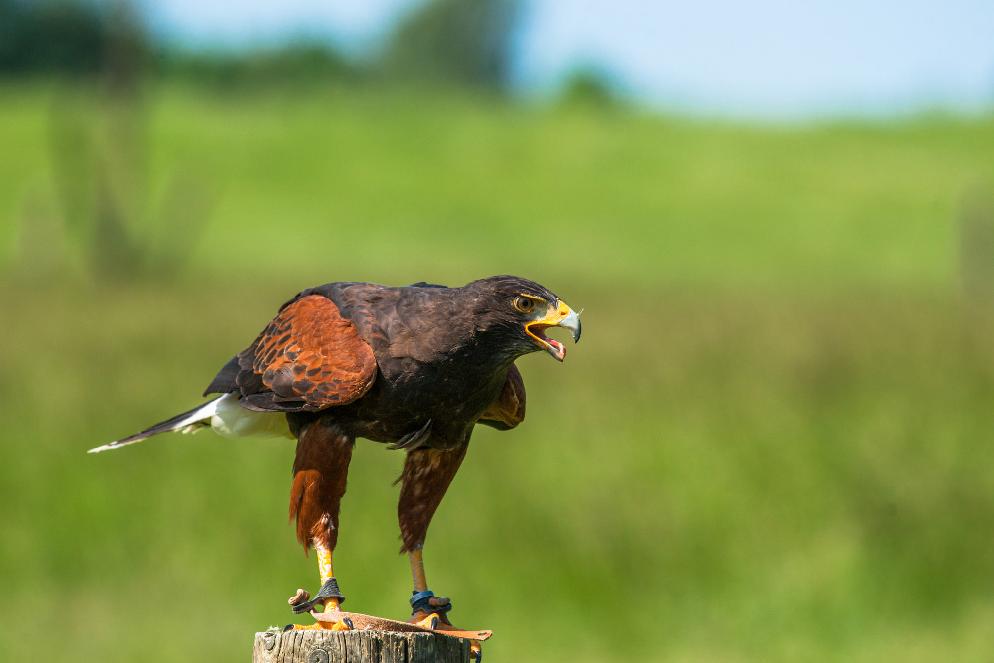 Sony 70-400mm F4-5.6 G SSM II sample photo. Harris hawk on a wooden pole photography