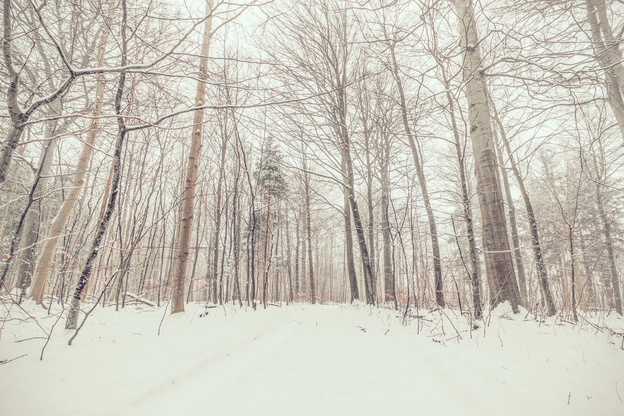 Sony a7R + Sony Vario-Sonnar T* 16-35mm F2.8 ZA SSM sample photo. Snow in the forest in january photography