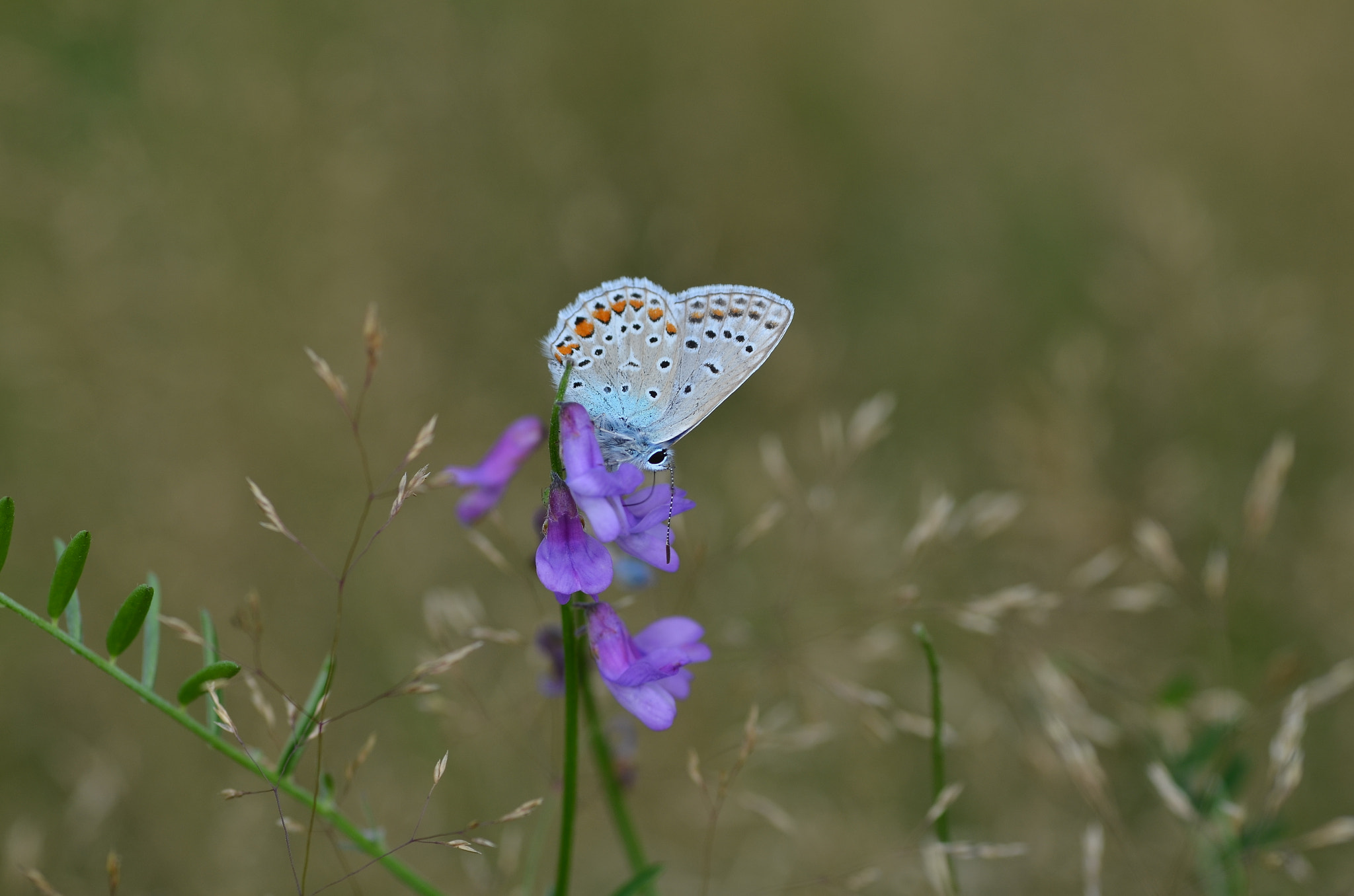 Tamron SP AF 90mm F2.8 Di Macro sample photo. Hayfield sights part three photography