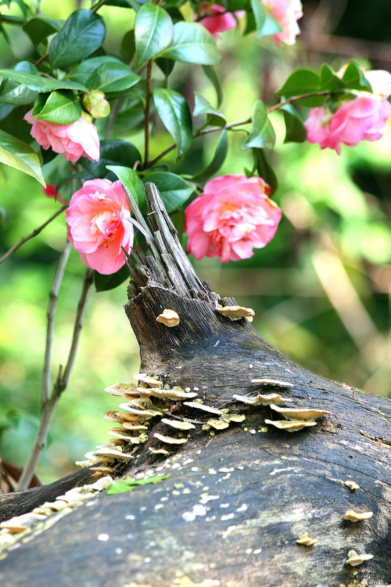 Canon EF 70-300mm F4-5.6 IS USM sample photo. Untitled photography