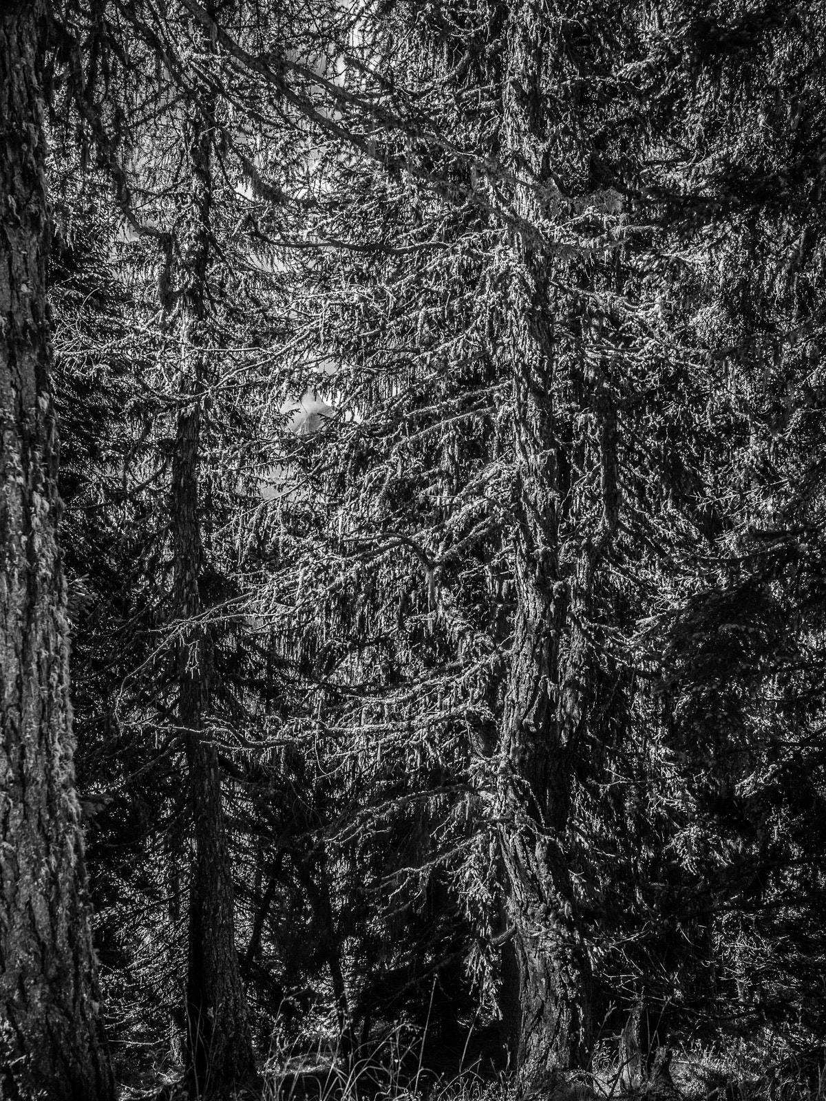Olympus Zuiko Digital ED 14-35mm F2.0 SWD sample photo. Dolomiti2016 photography