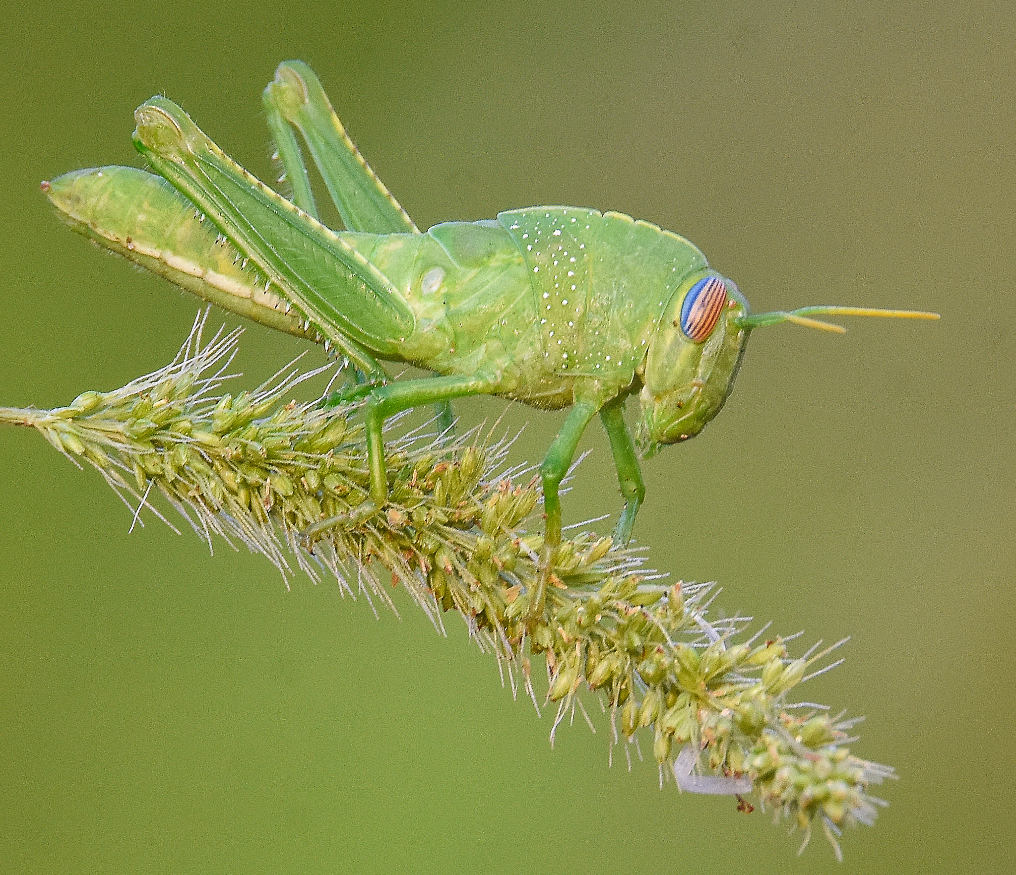 Sigma 150-600mm F5-6.3 DG OS HSM | S sample photo. Locust photography