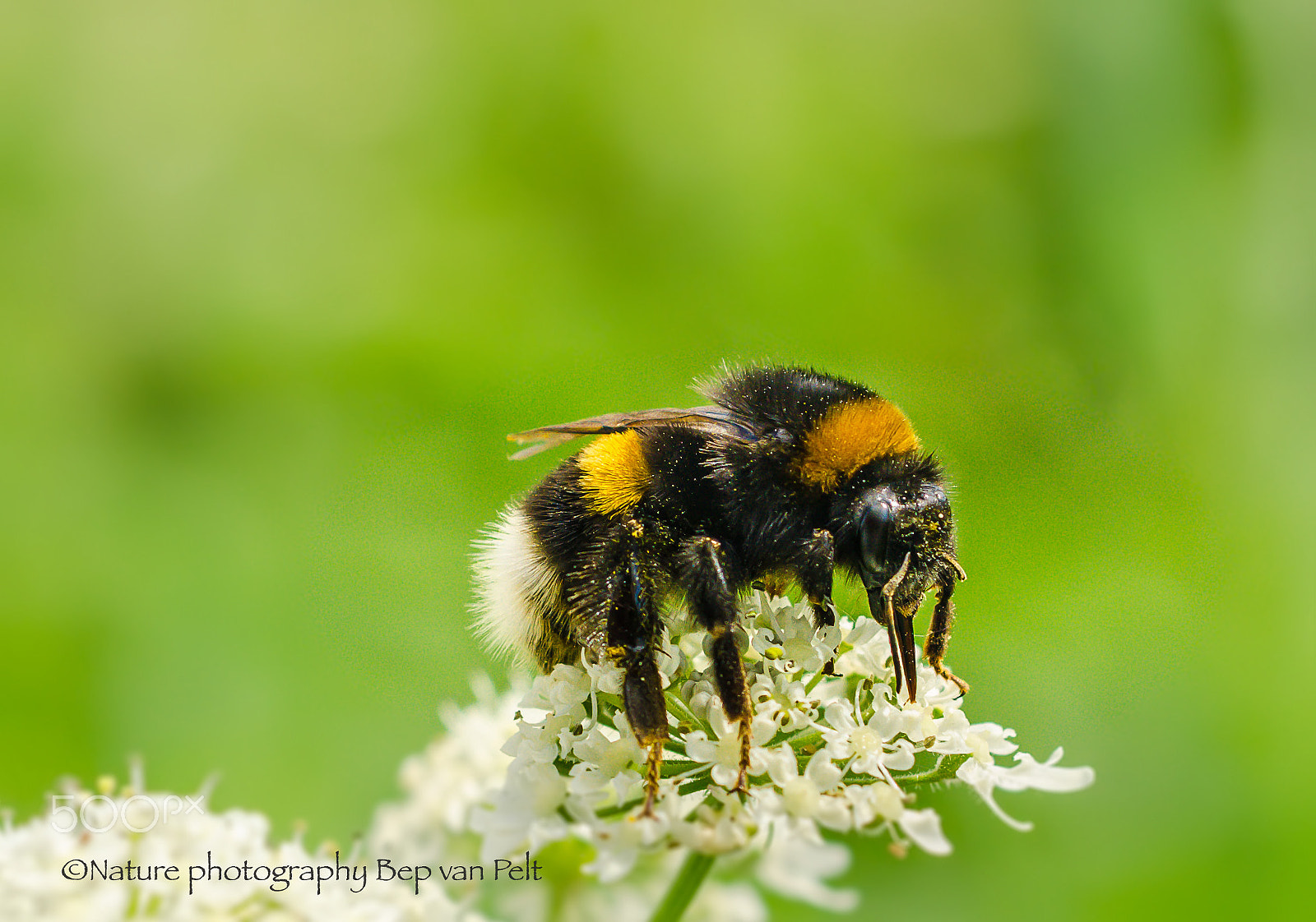 Nikon D7000 + Sigma 50mm F2.8 EX DG Macro sample photo. Earth bumblebee photography
