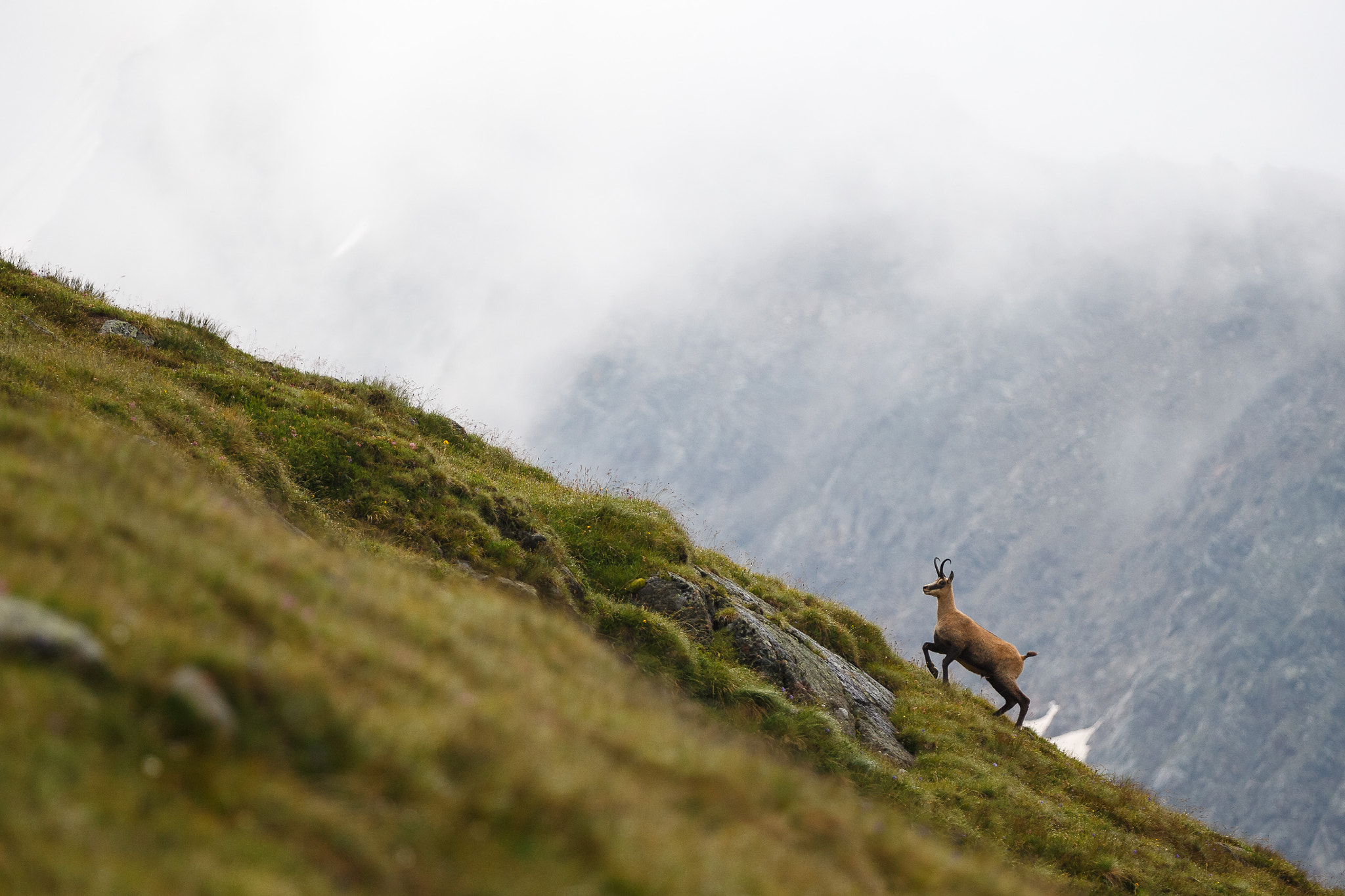 Canon EOS-1D X sample photo. Chamois photography