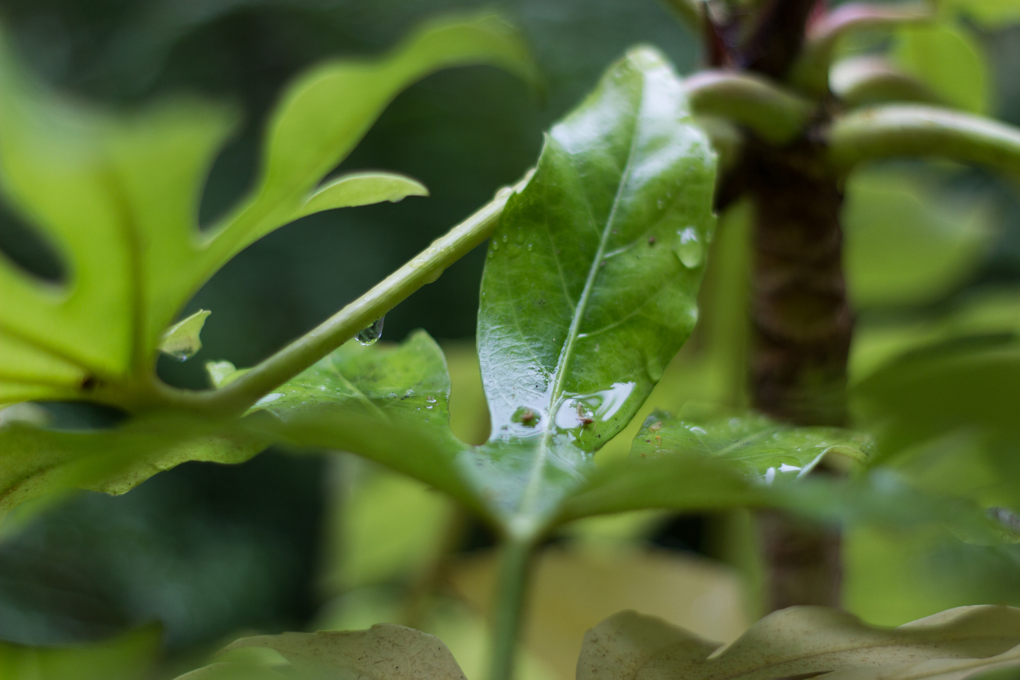 Canon EOS 600D (Rebel EOS T3i / EOS Kiss X5) + Canon EF 50mm F1.8 II sample photo. Water drops on a leaf photography