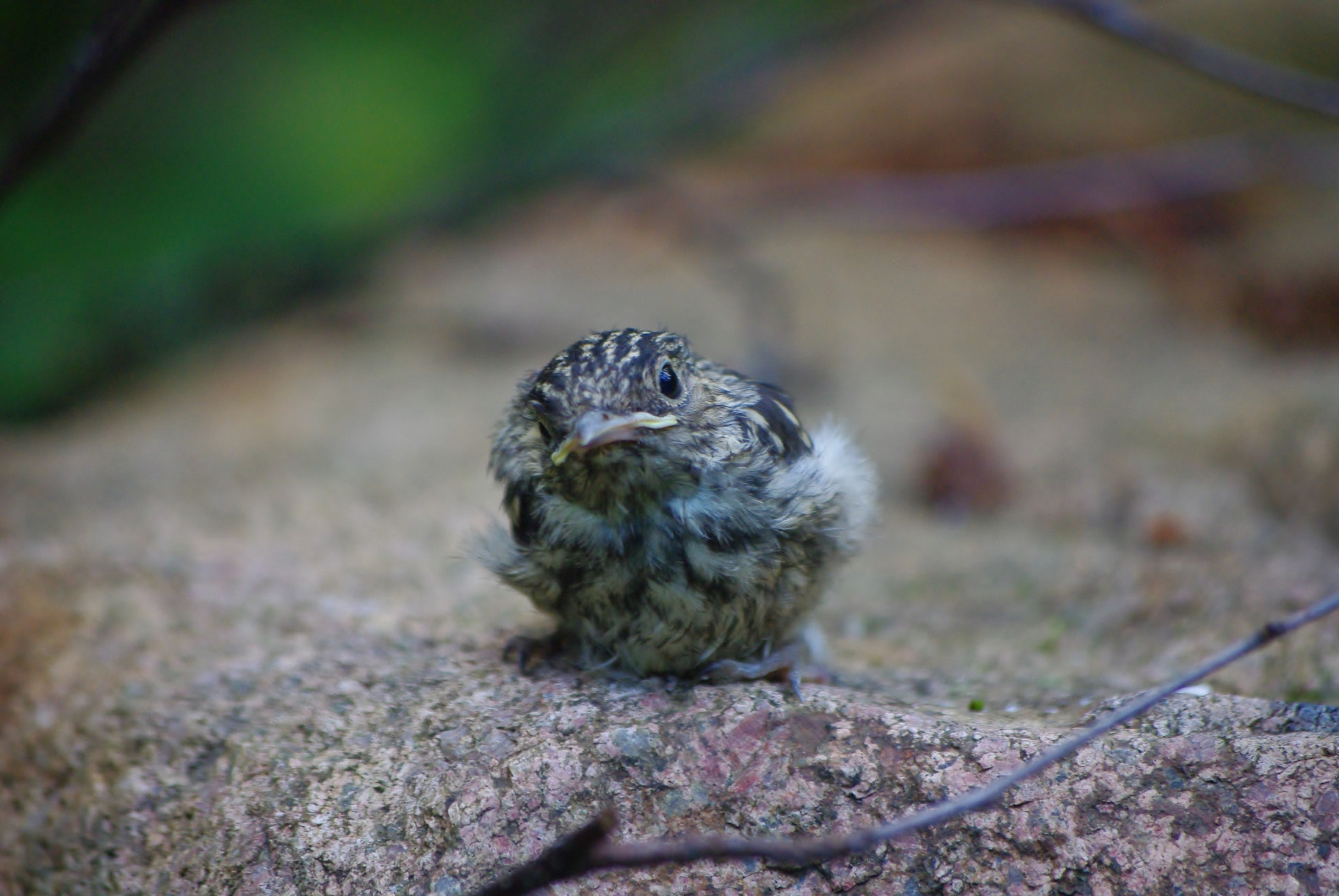 Pentax K-m (K2000) sample photo. Little sparrow photography