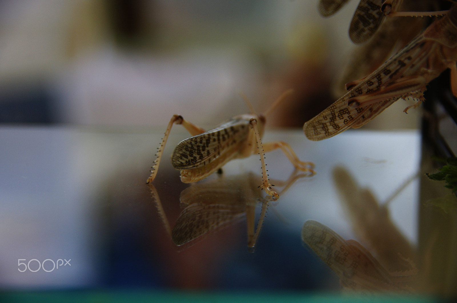 Pentax K-x sample photo. Locust photography
