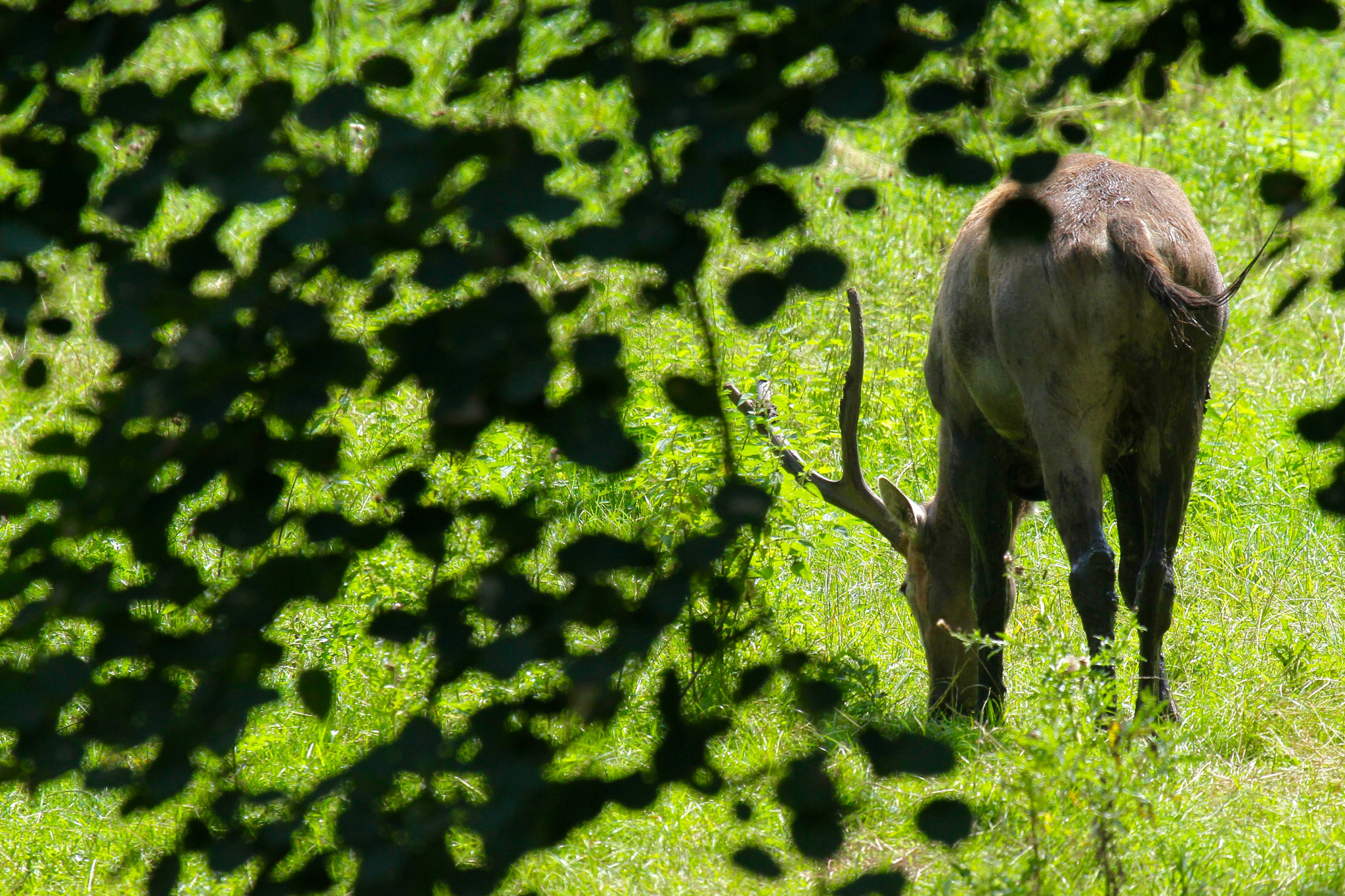 Canon EF 100-400mm F4.5-5.6L IS USM sample photo. Grazing photography