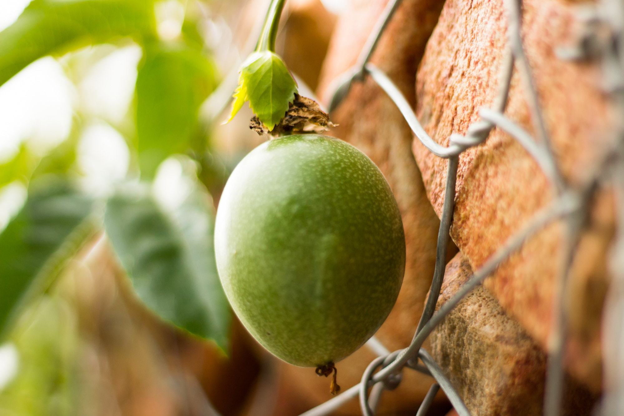 Canon EF 50mm F1.8 II sample photo. Strange fruit photography