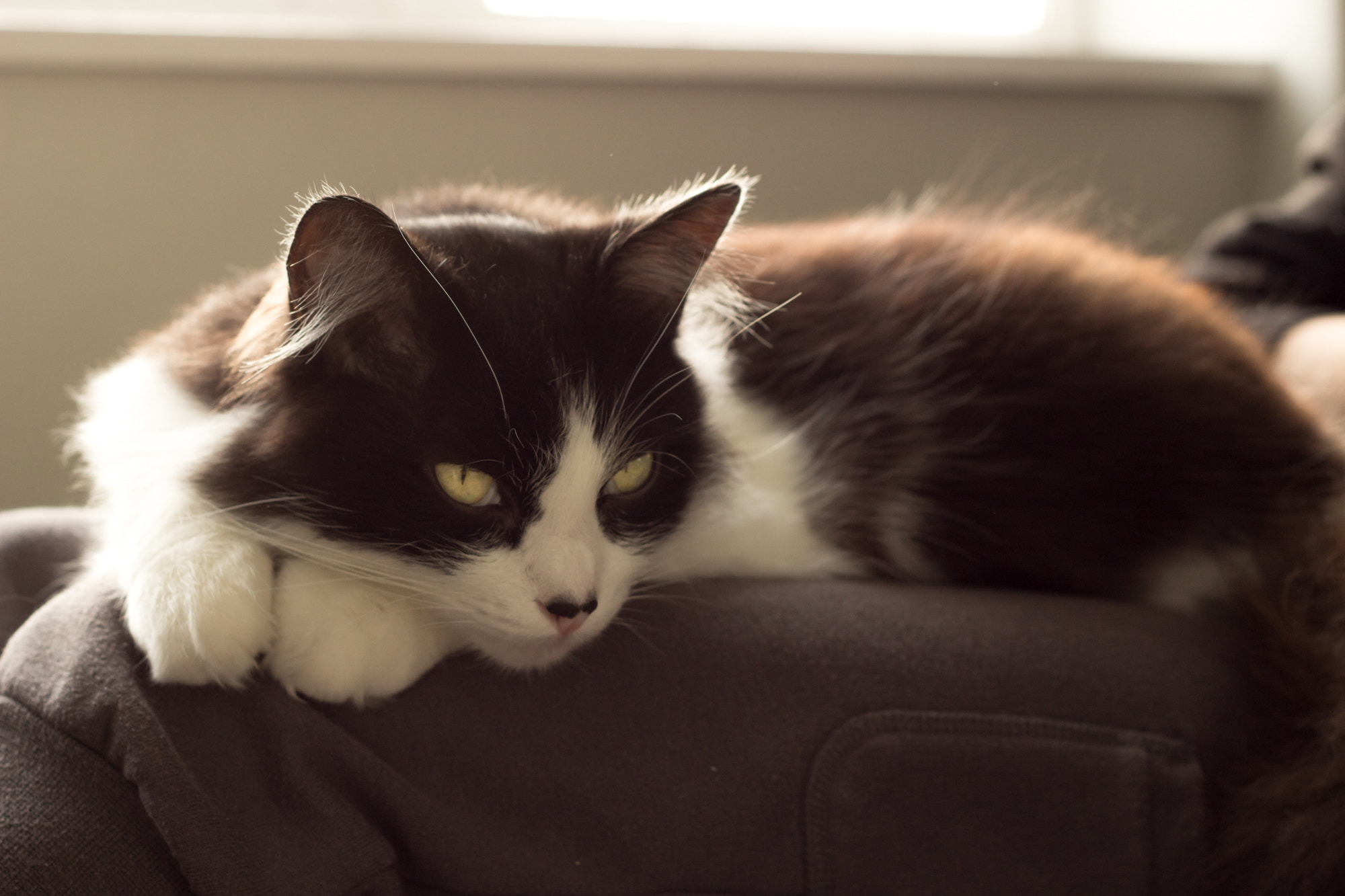 Canon EOS 100D (EOS Rebel SL1 / EOS Kiss X7) + Canon EF 50mm F1.8 II sample photo. Sleepy cat photography