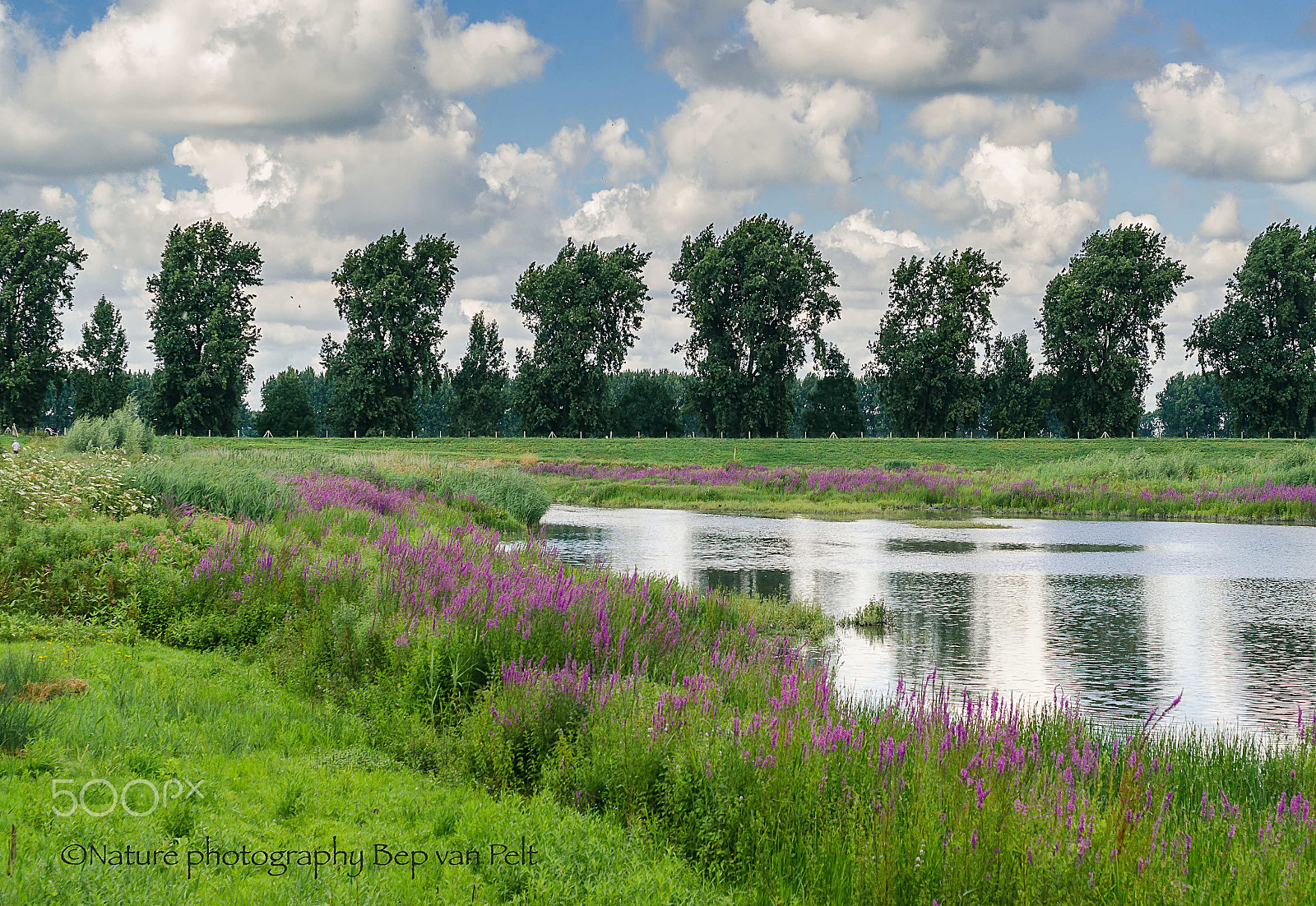 Nikon D7000 + Sigma 50mm F2.8 EX DG Macro sample photo. Wetland at hollandsch diep (netherlands) photography