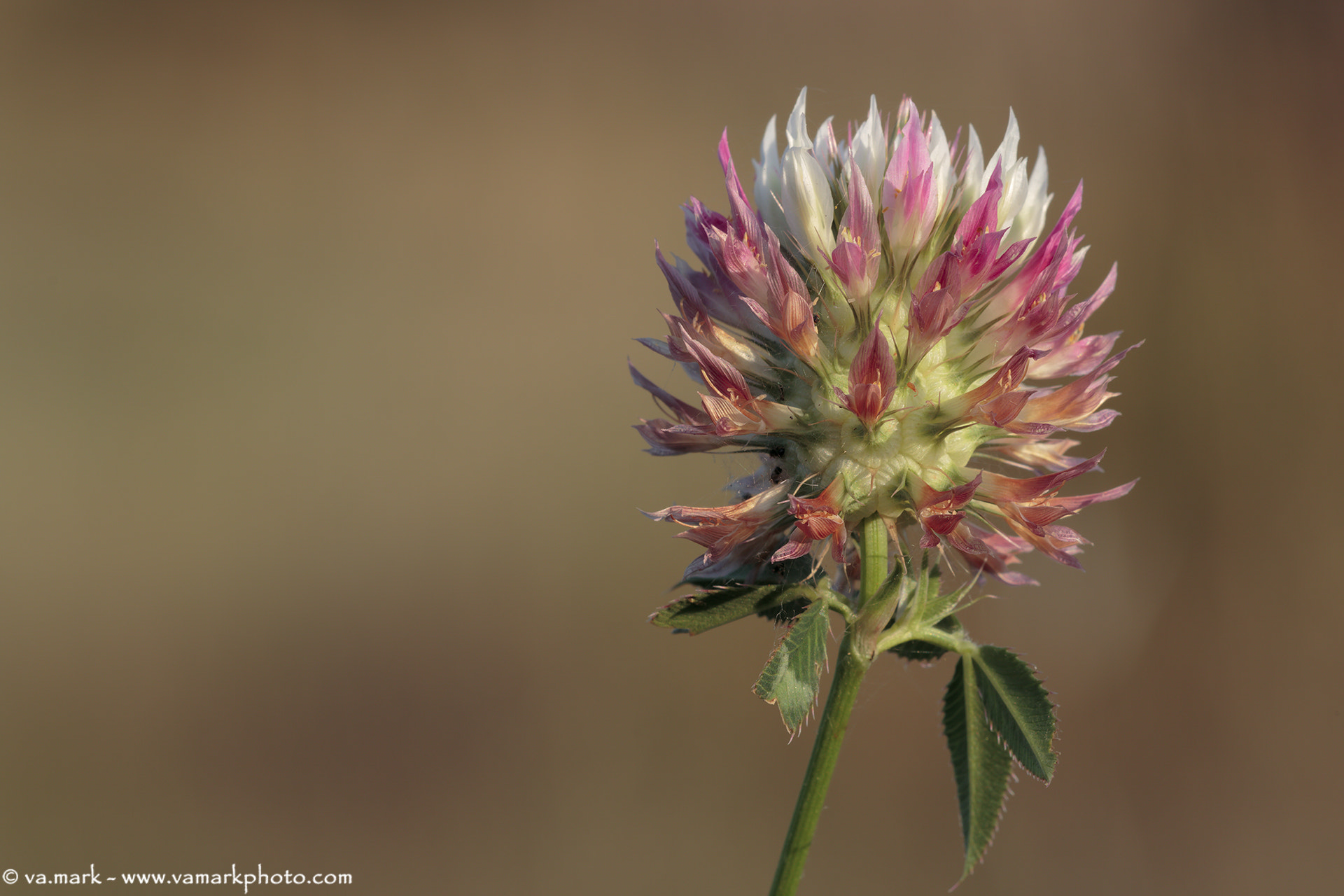 Canon EF 180mm F3.5L Macro USM sample photo. La carezza della prima luce al mattino.... photography