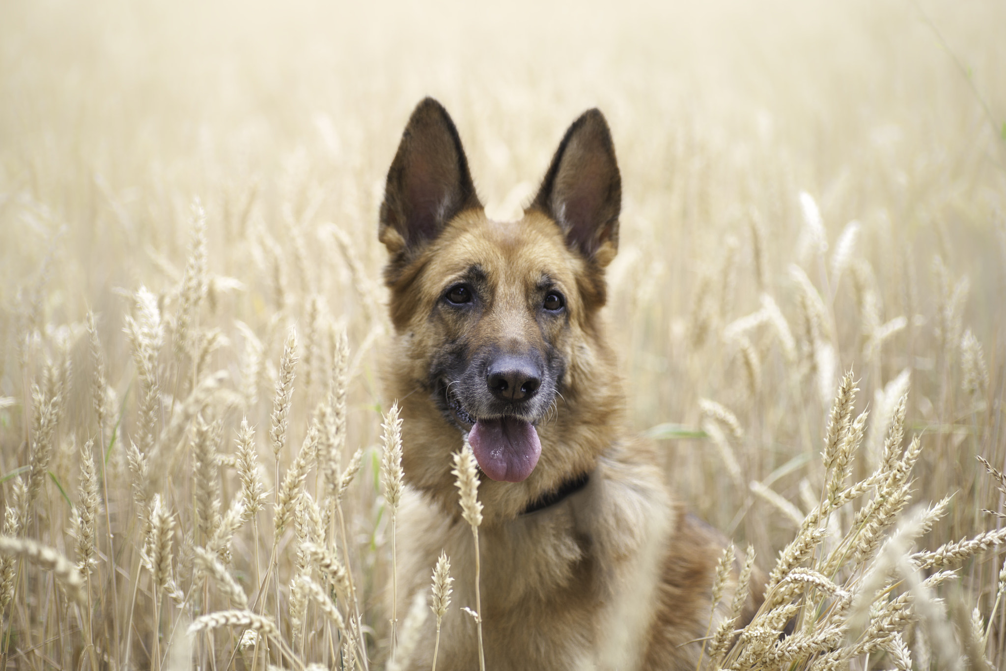 Canon EOS 5D Mark II + Tamron SP AF 90mm F2.8 Di Macro sample photo. Wheatfield photography