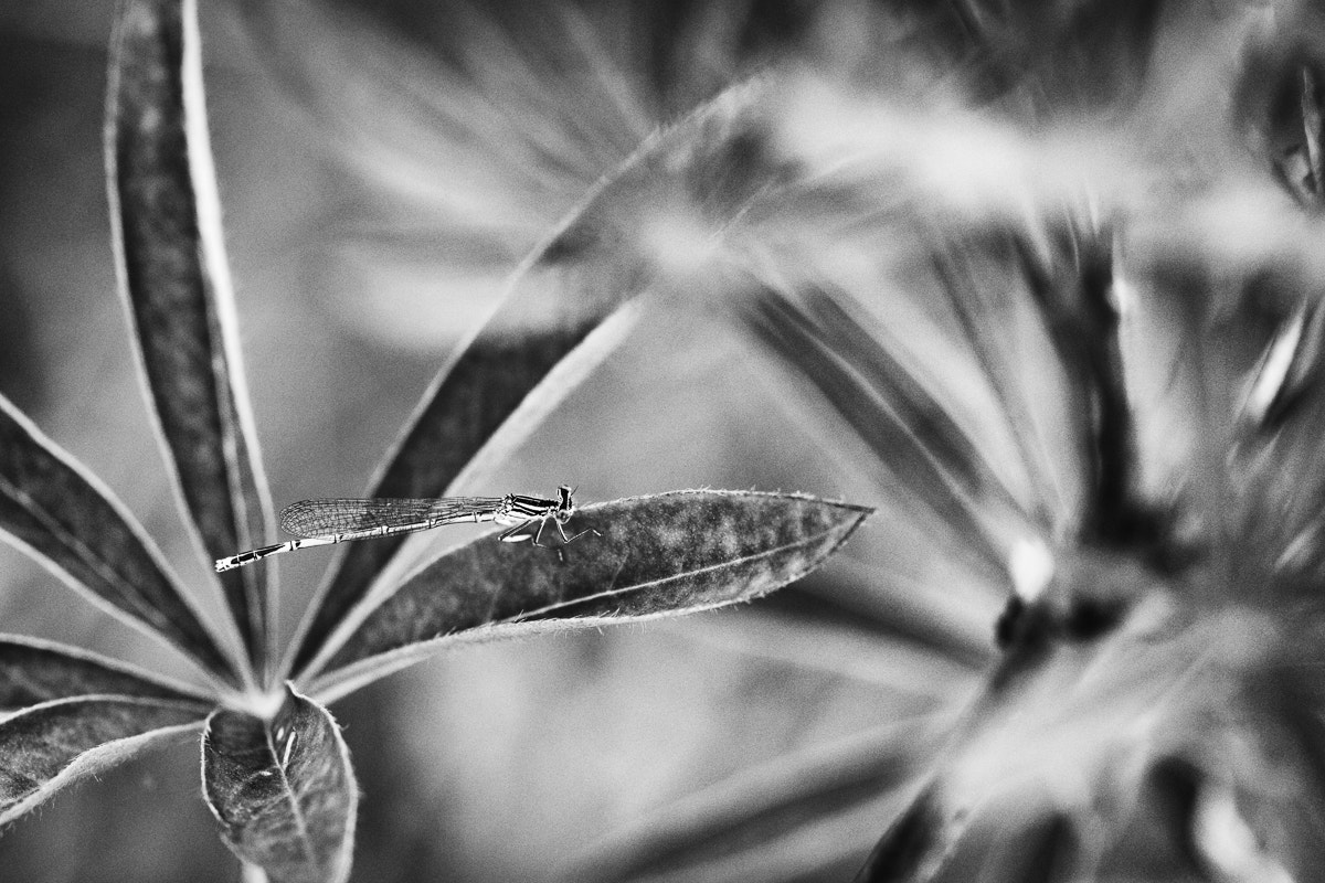 Sigma 150mm F2.8 EX DG OS Macro HSM sample photo. - platycnemis pennipes - photography