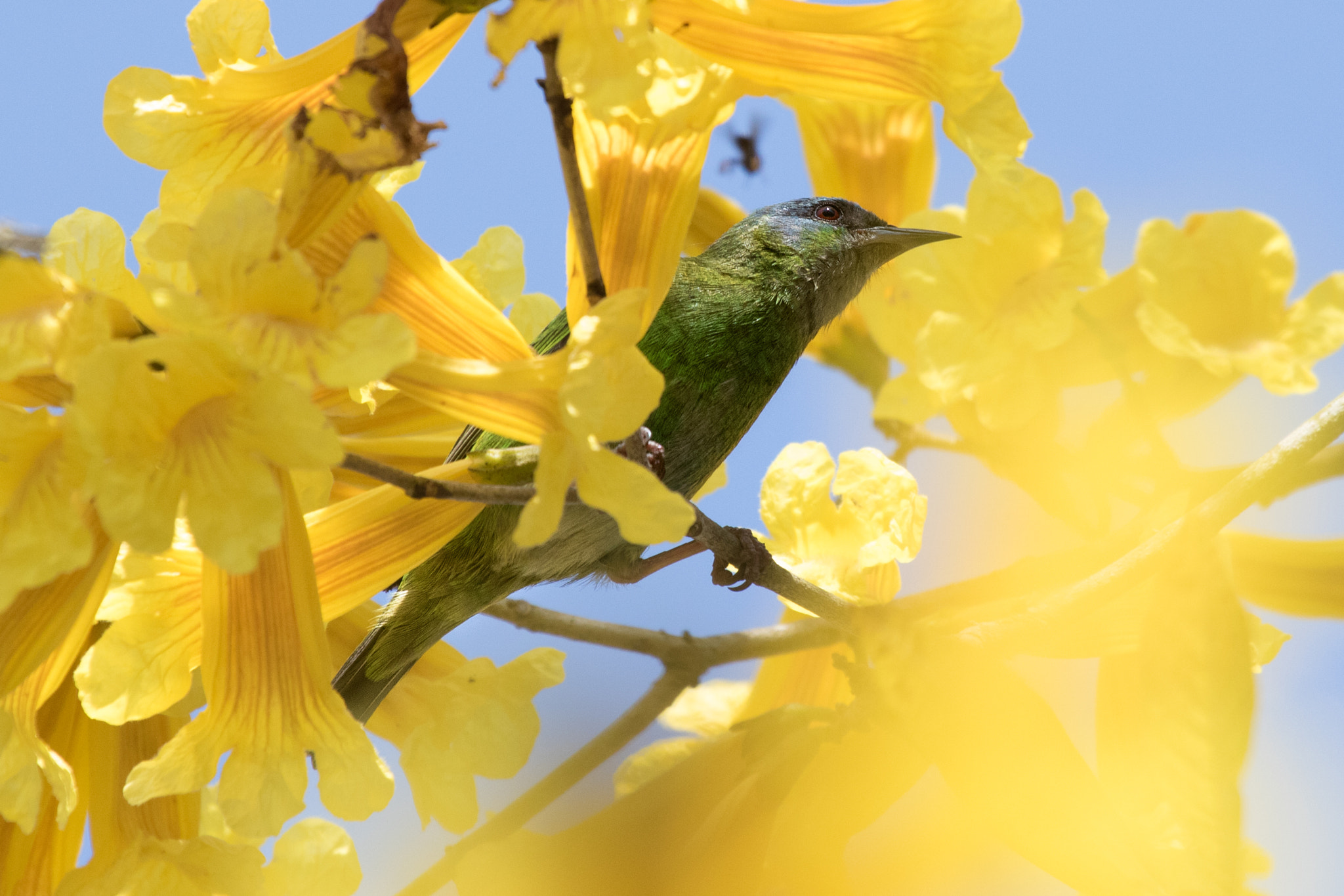 Canon EF 100-400mm F4.5-5.6L IS USM sample photo. In a cloud of yellow  photography