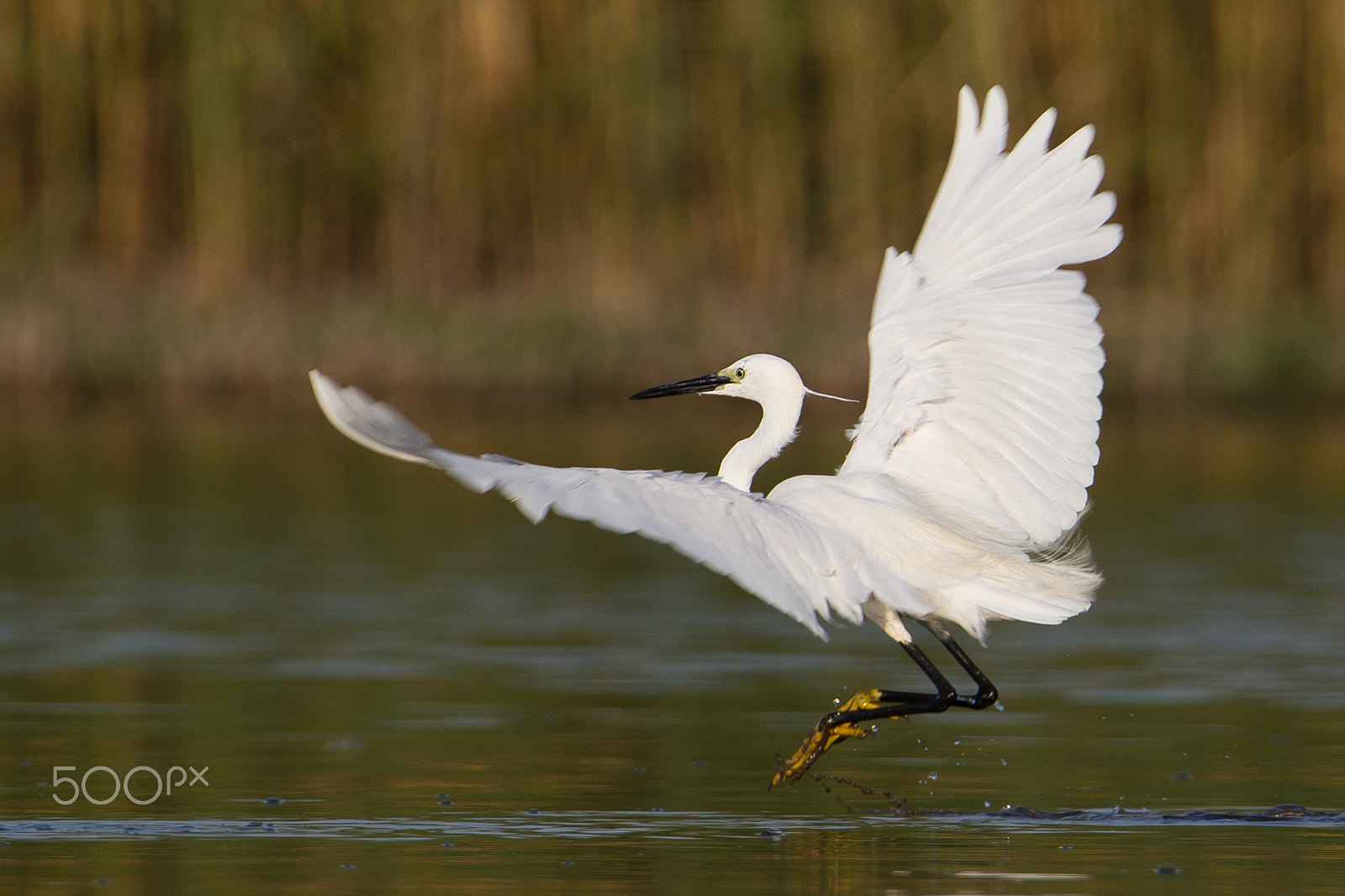 Canon EF 300mm F2.8L IS USM sample photo. Little egret photography