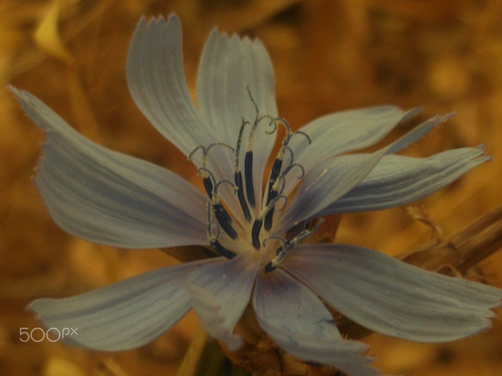 Fujifilm FinePix JV500 sample photo. Flower photography