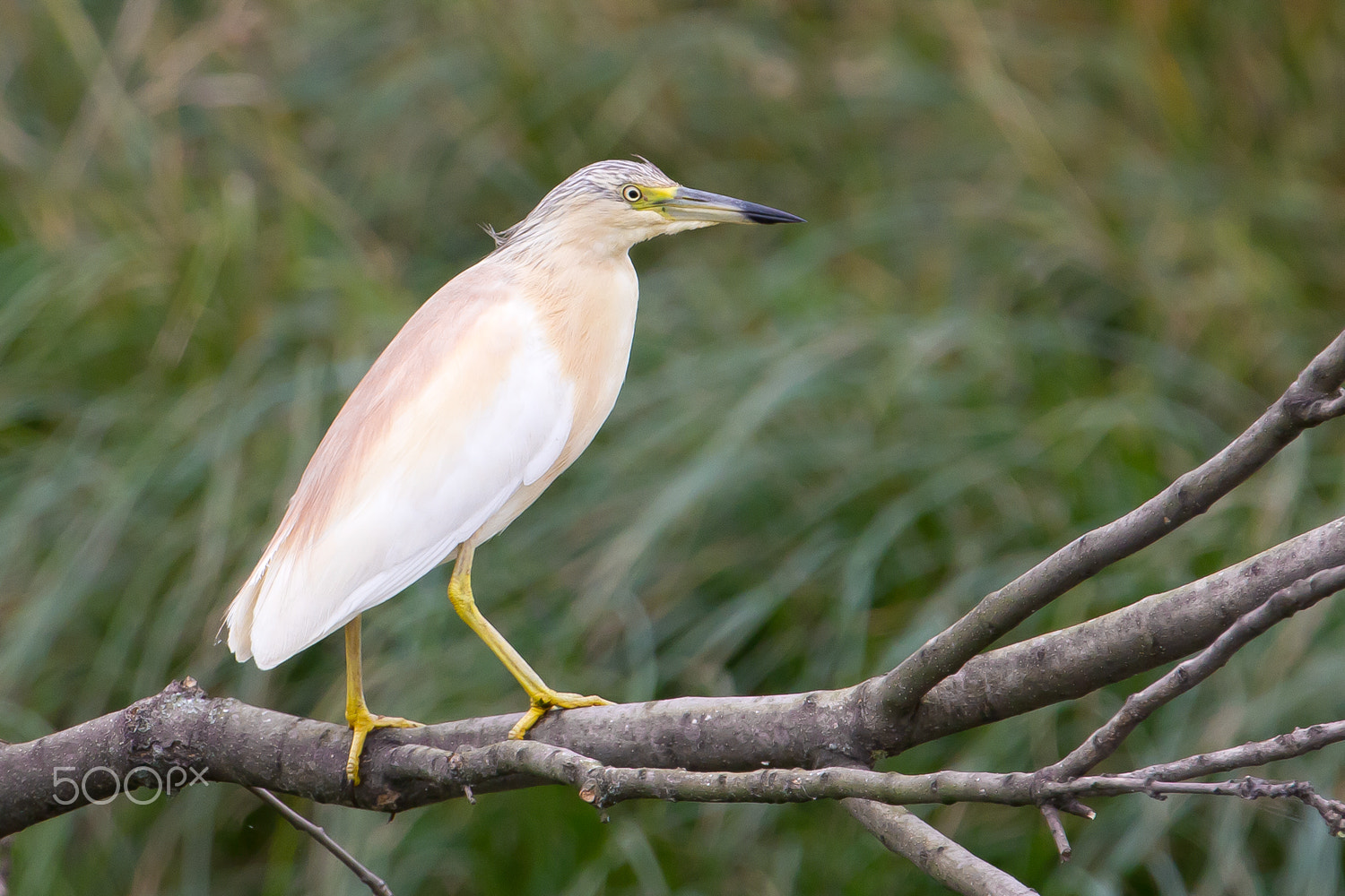 Canon EF 300mm F2.8L IS USM sample photo. Ardeola ralloides photography