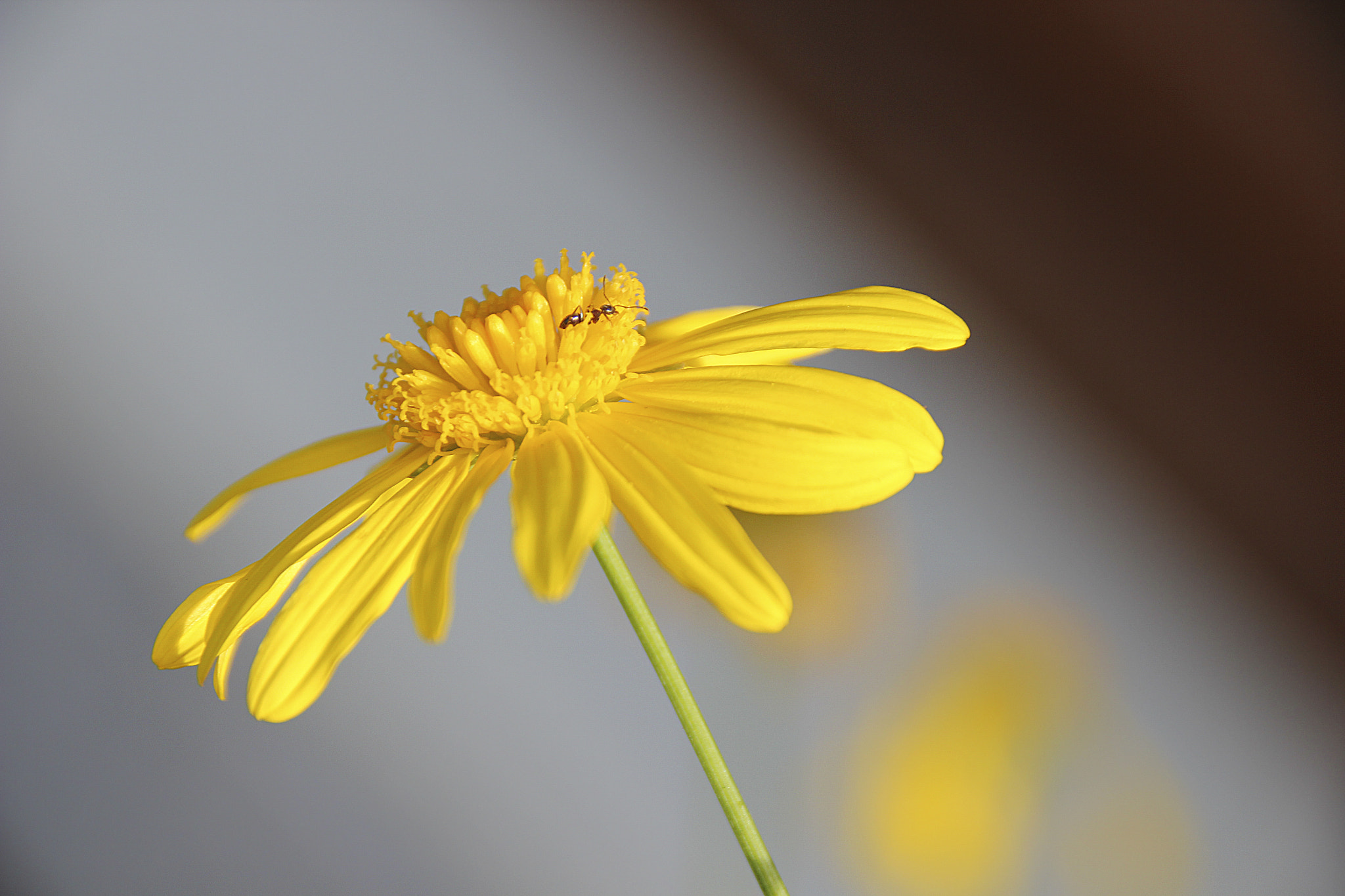 Canon EF 75-300mm F4.0-5.6 IS USM sample photo. Txingurria lore horian photography