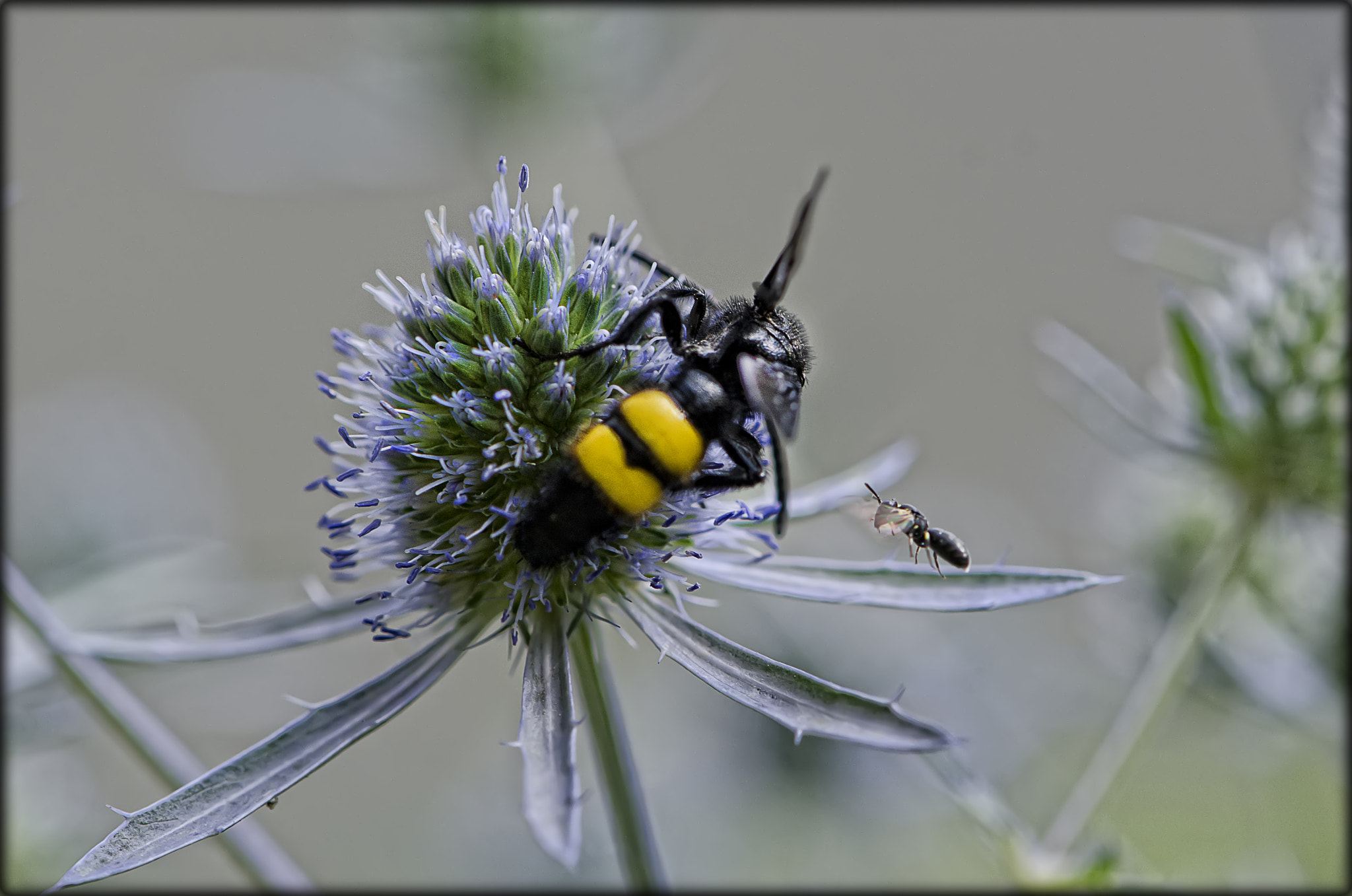 Nikon AF-S DX Micro-Nikkor 85mm F3.5G ED VR sample photo. In compagnia..... photography